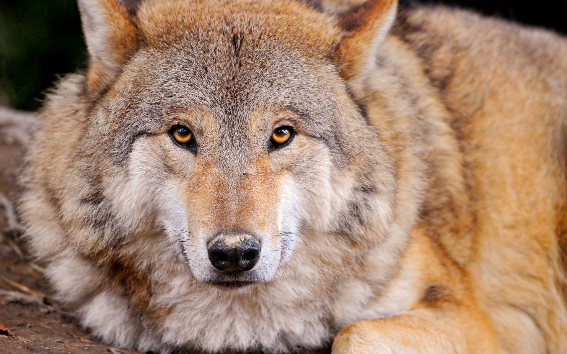 Download mobile wallpaper Wolf, Animal for free.