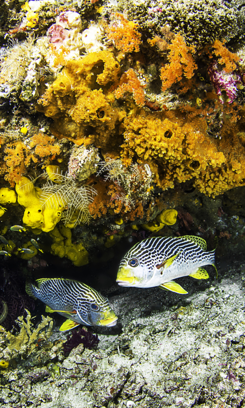 Download mobile wallpaper Fishes, Coral, Animal, Colorful, Fish, Underwater, Sea Life for free.