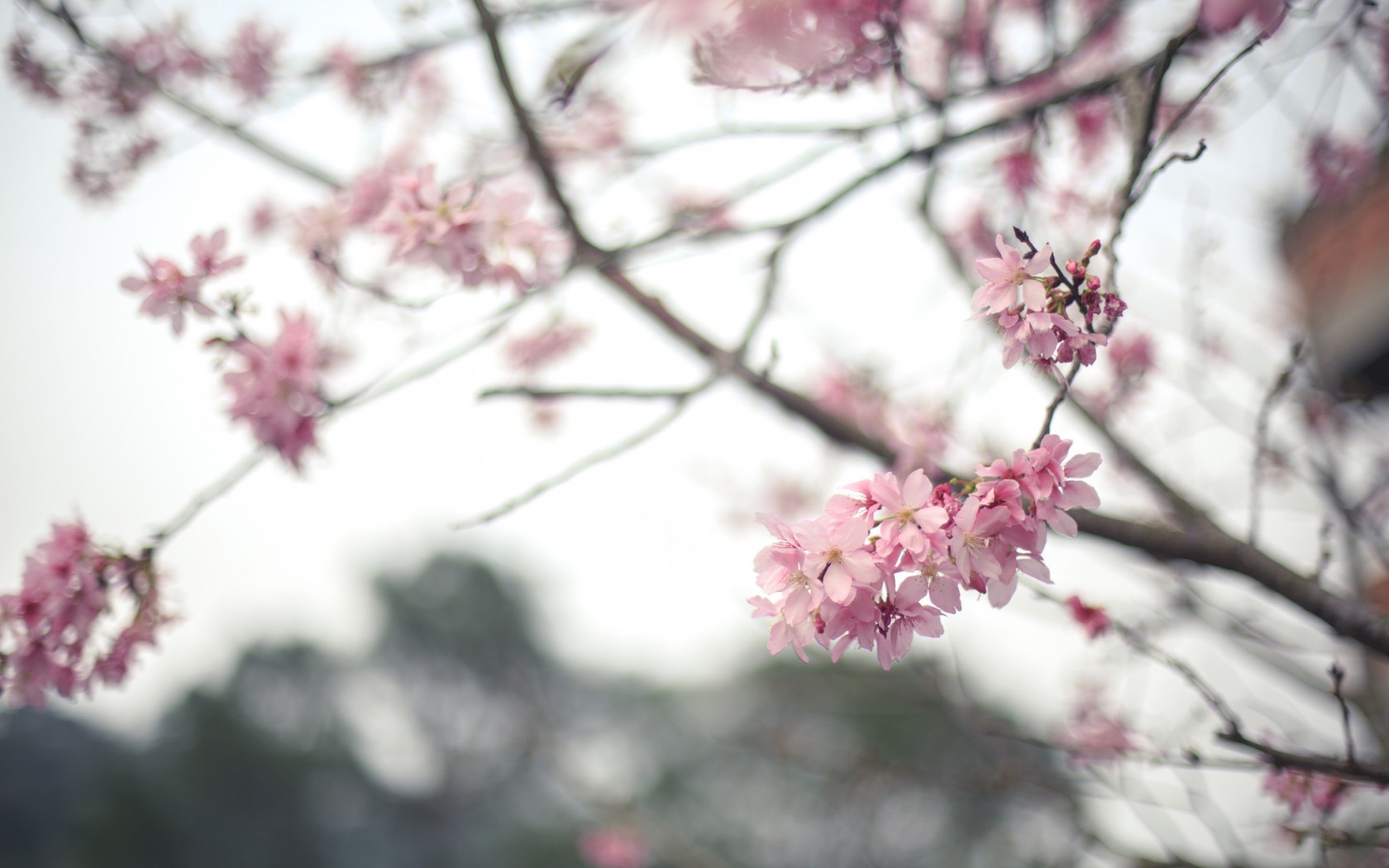 無料モバイル壁紙花, 地球をダウンロードします。