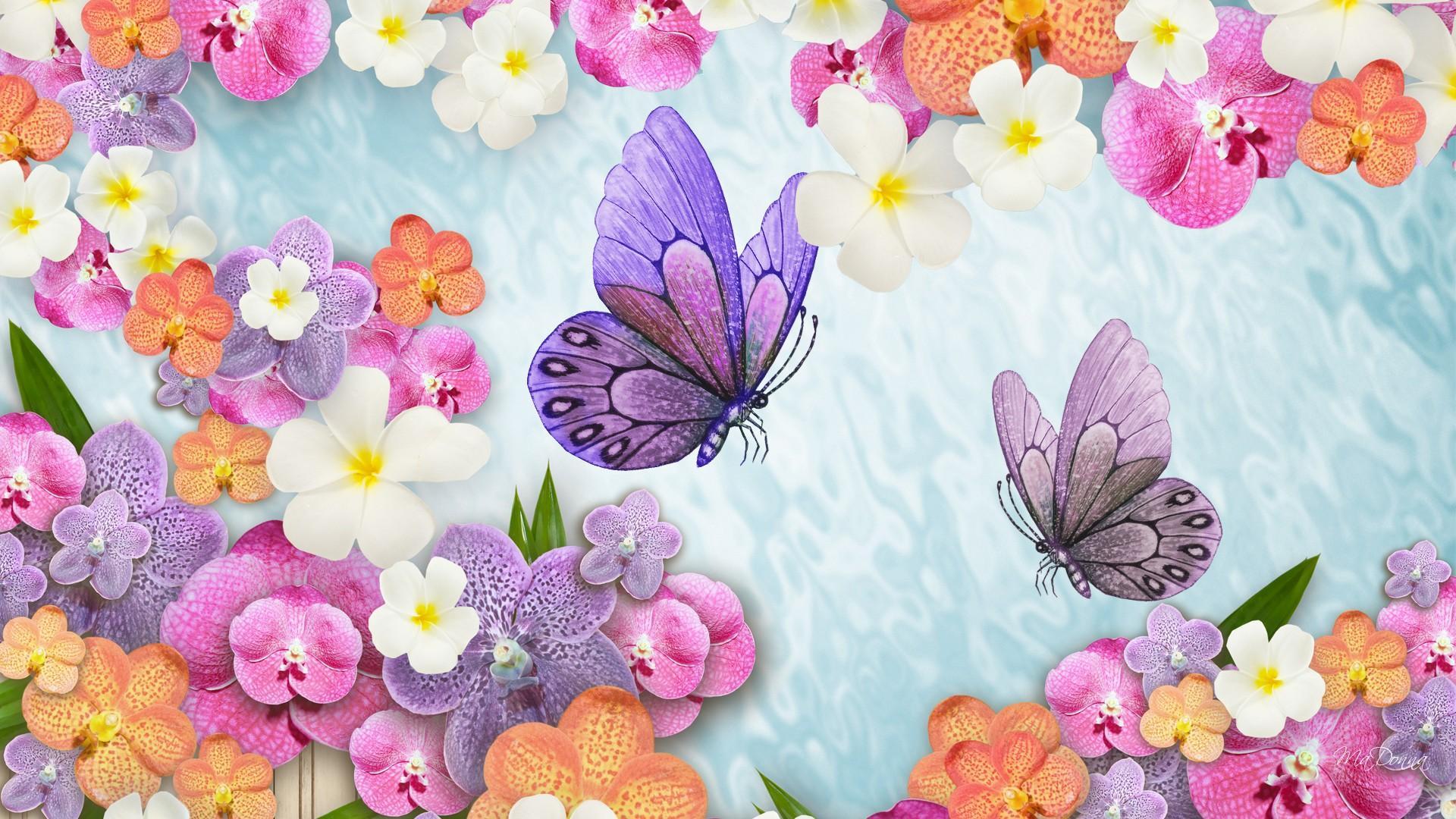 Скачати мобільні шпалери Квітка, Метелик, Барвистий, Весна, Художній, Орхідея безкоштовно.