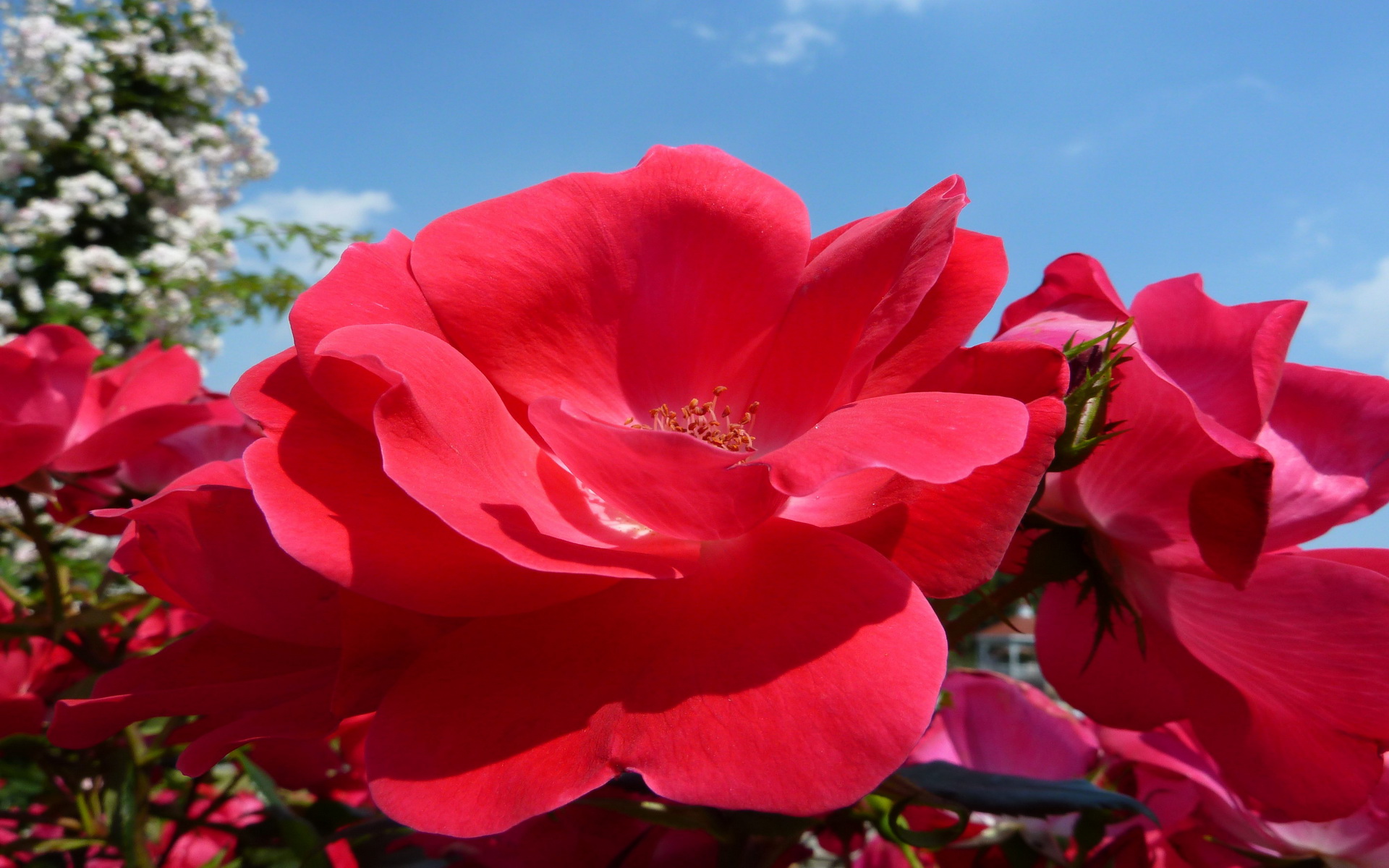 Descarga gratis la imagen Flores, Rosa, Tierra/naturaleza en el escritorio de tu PC