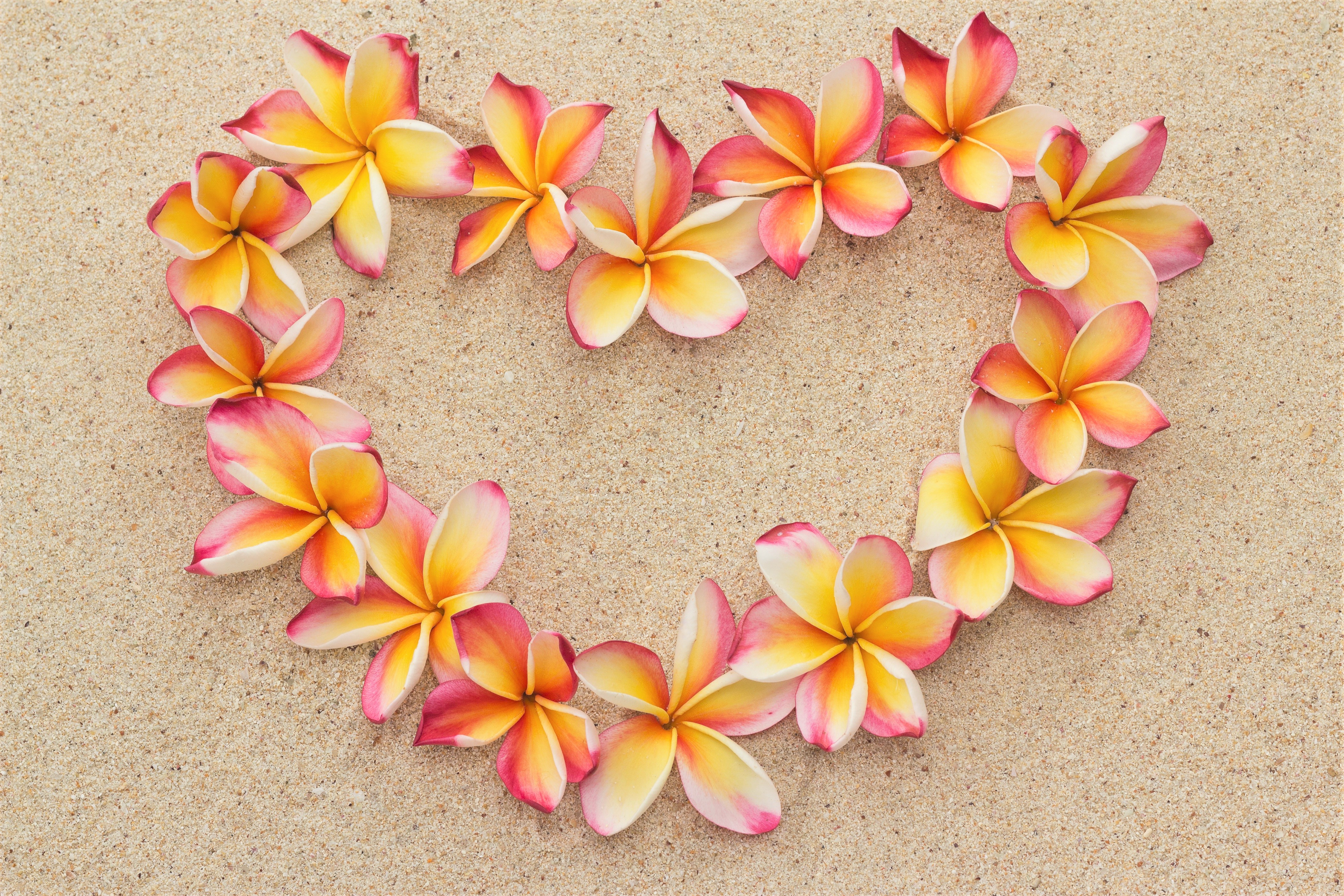 Laden Sie das Blumen, Sand, Blume, Plumeria, Frangipani, Erde/natur, Orange Farbe), Herzförmig-Bild kostenlos auf Ihren PC-Desktop herunter