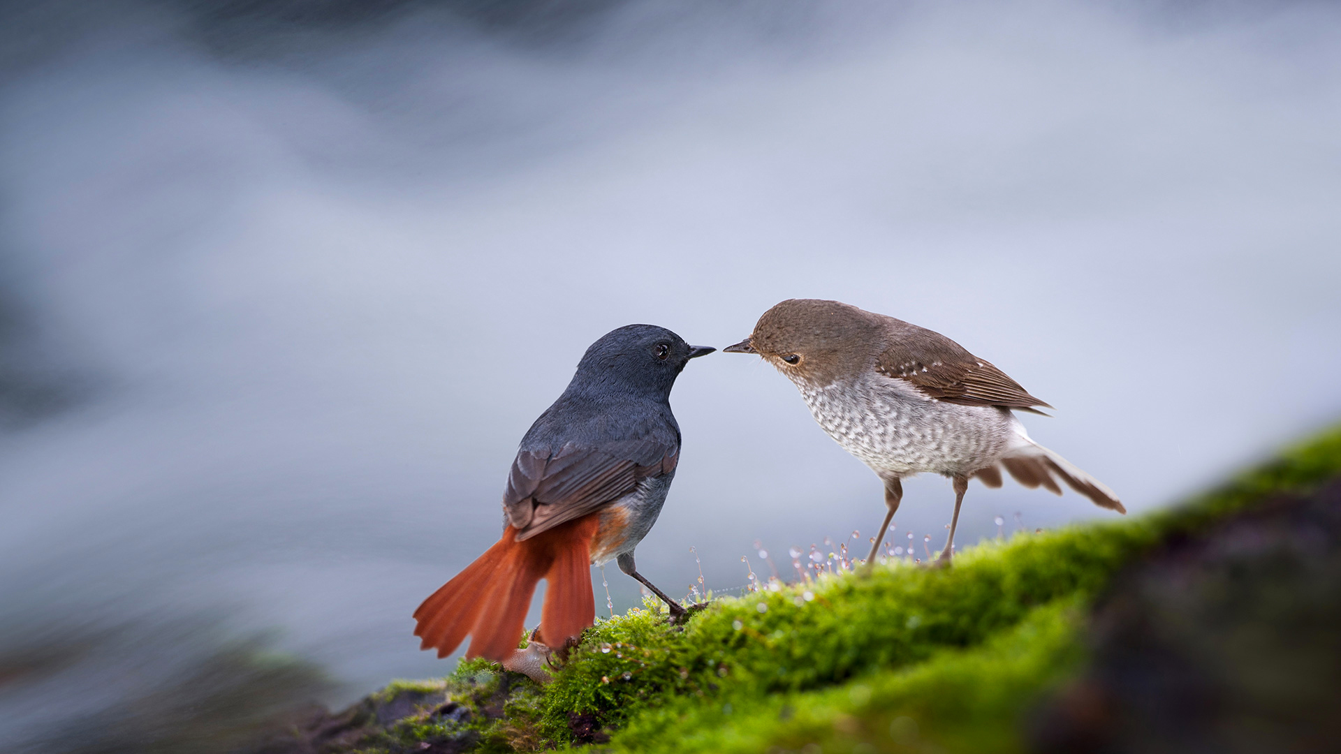 Baixar papel de parede para celular de Pássaro, Aves, Animais gratuito.