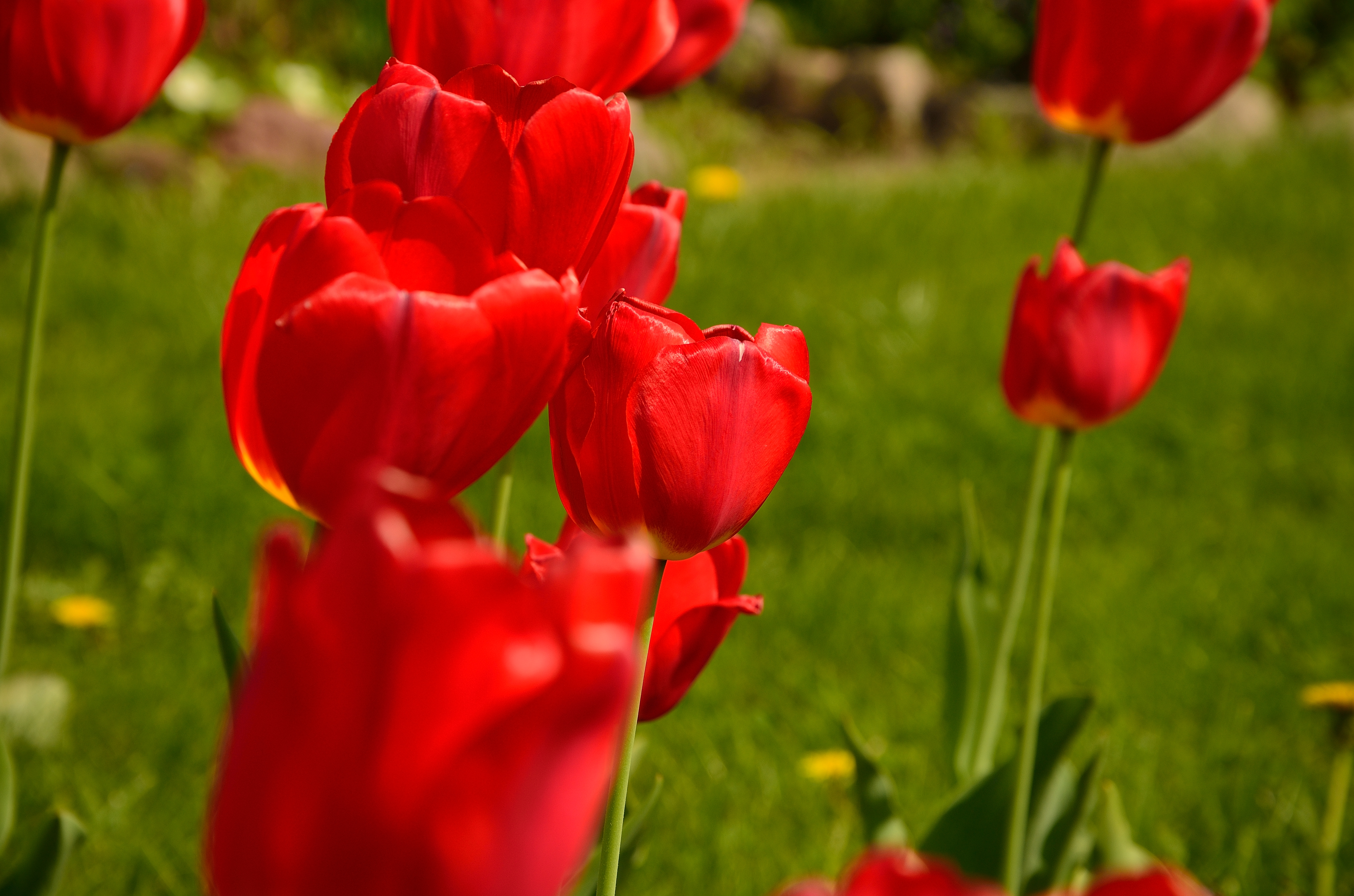 Descarga gratuita de fondo de pantalla para móvil de Flores, Flor, Tulipán, Tierra/naturaleza.