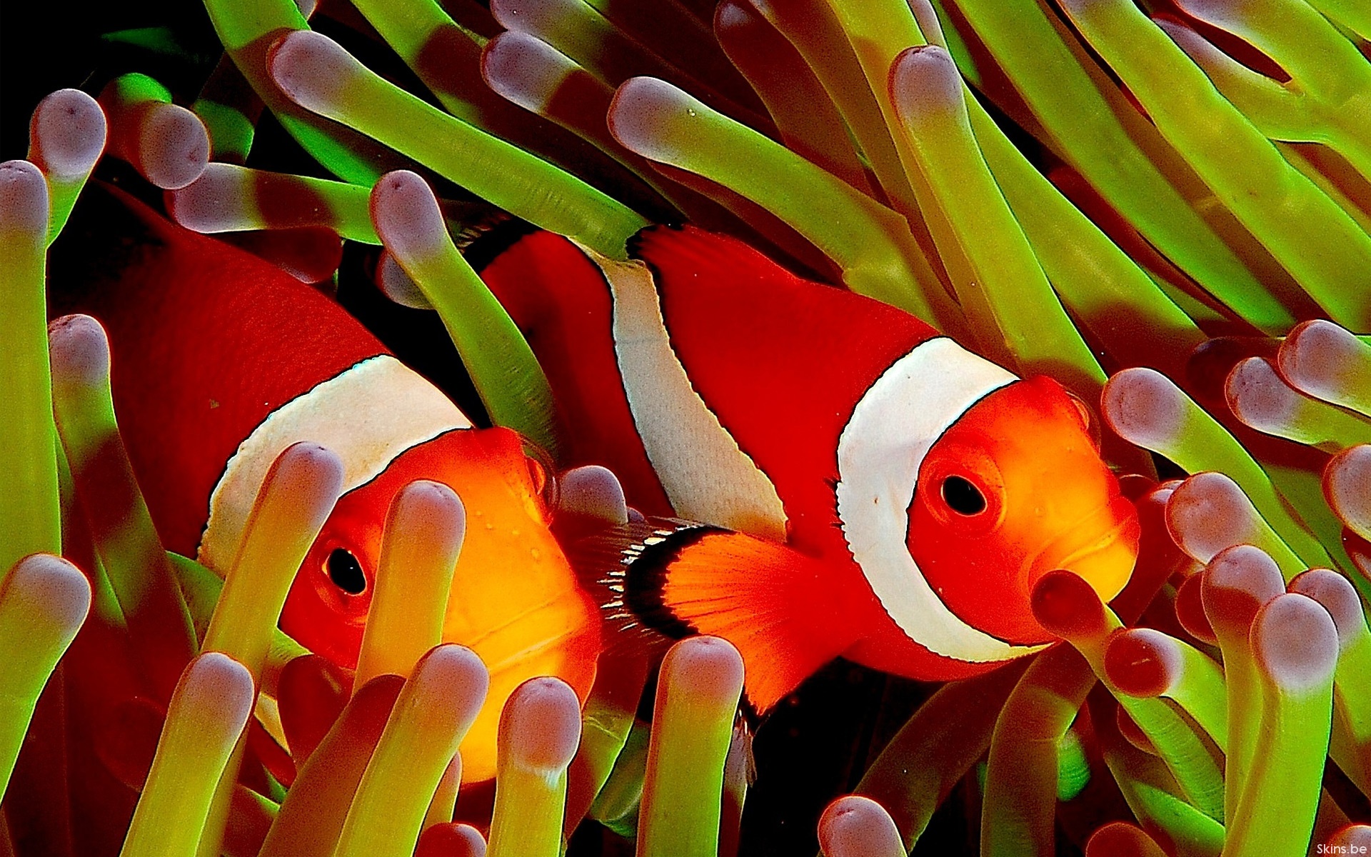 Free download wallpaper Animal, Fish, Clownfish on your PC desktop