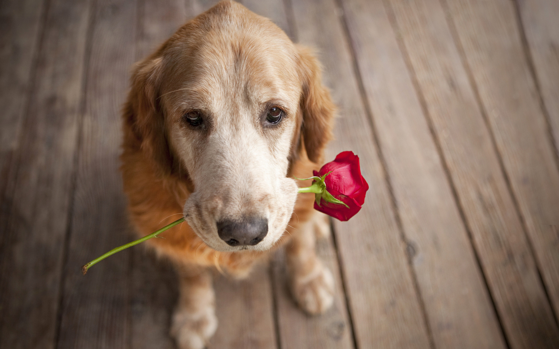267350 скачать картинку золотистый ретривер, роза, животные, любовь, собаки - обои и заставки бесплатно