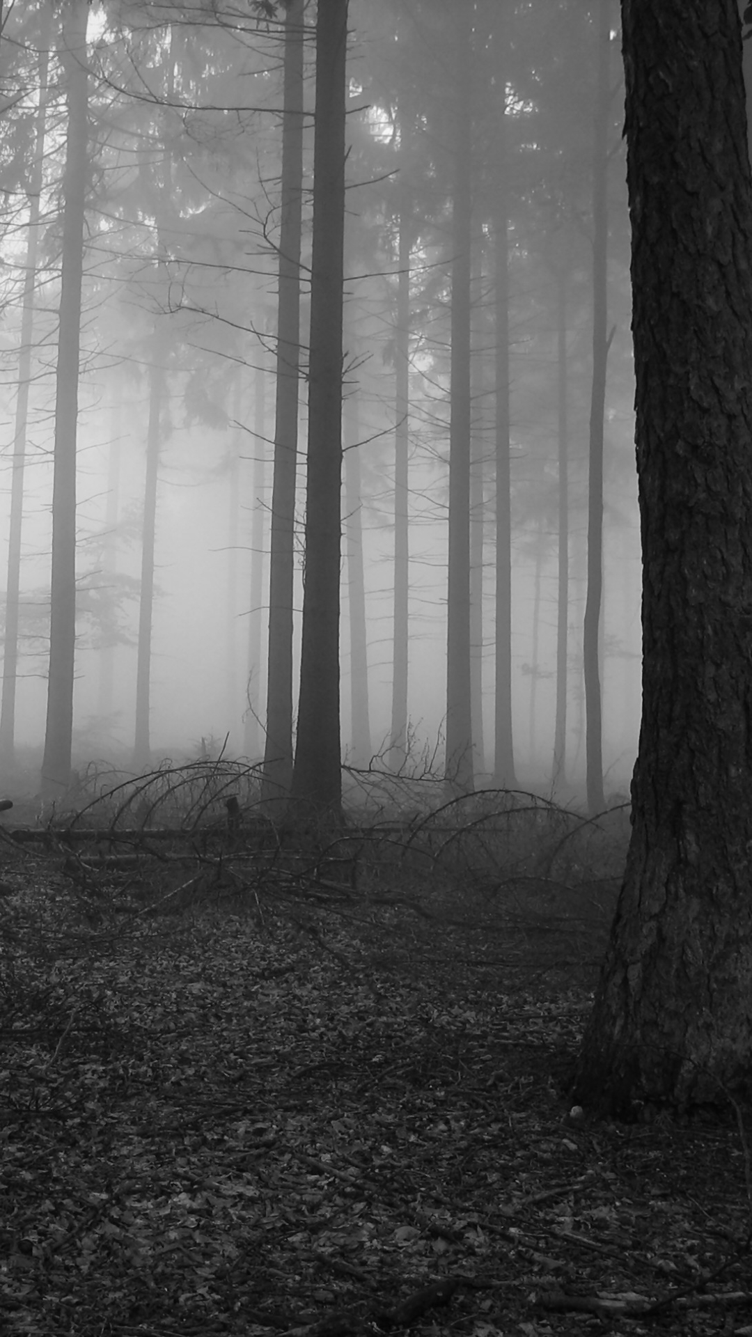 Download mobile wallpaper Forest, Tree, Fog, Earth for free.