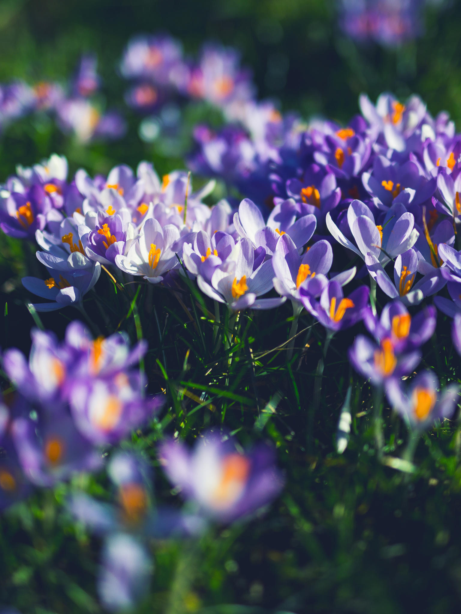 無料モバイル壁紙自然, フラワーズ, 花, 地球, 春, クロッカス, 紫色の花をダウンロードします。