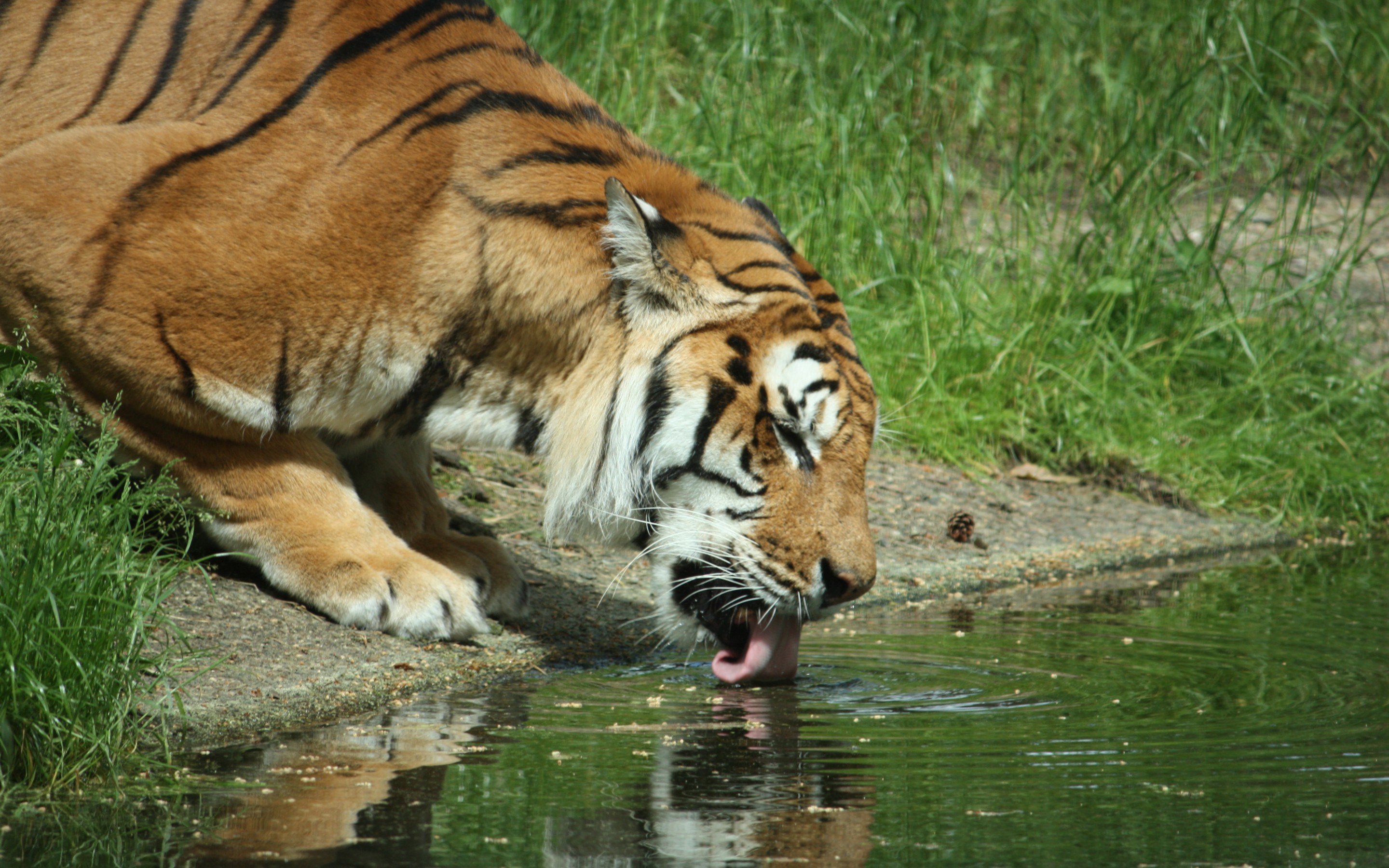 Téléchargez des papiers peints mobile Animaux, Chats, Tigre gratuitement.