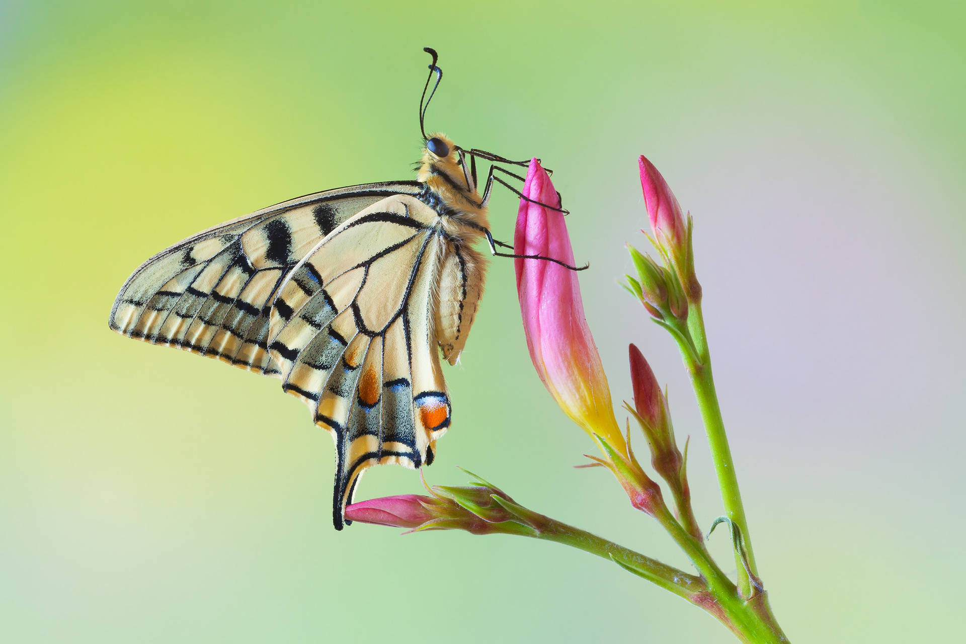 Download mobile wallpaper Flower, Macro, Butterfly, Animal for free.