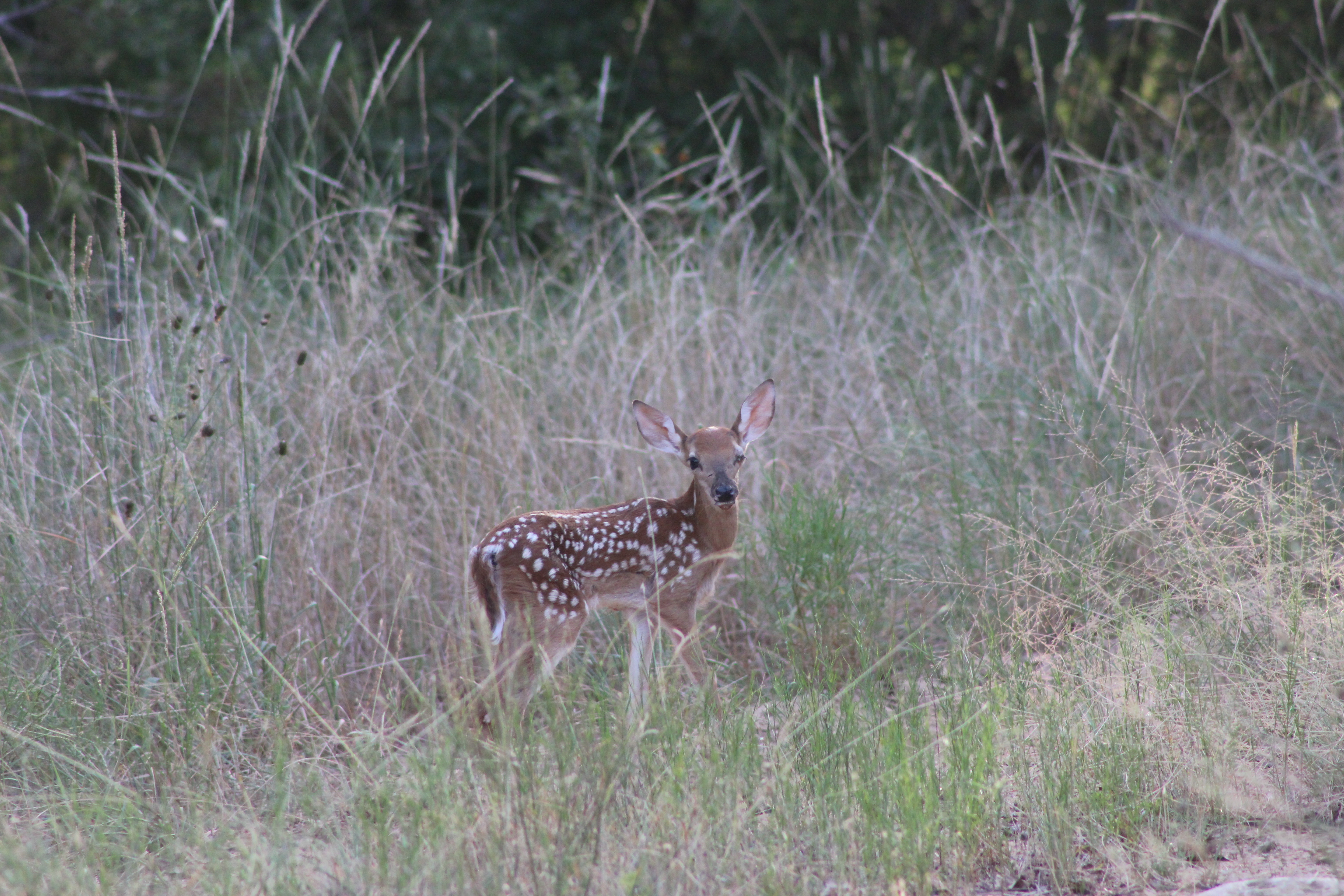 Free download wallpaper Animal, Deer on your PC desktop