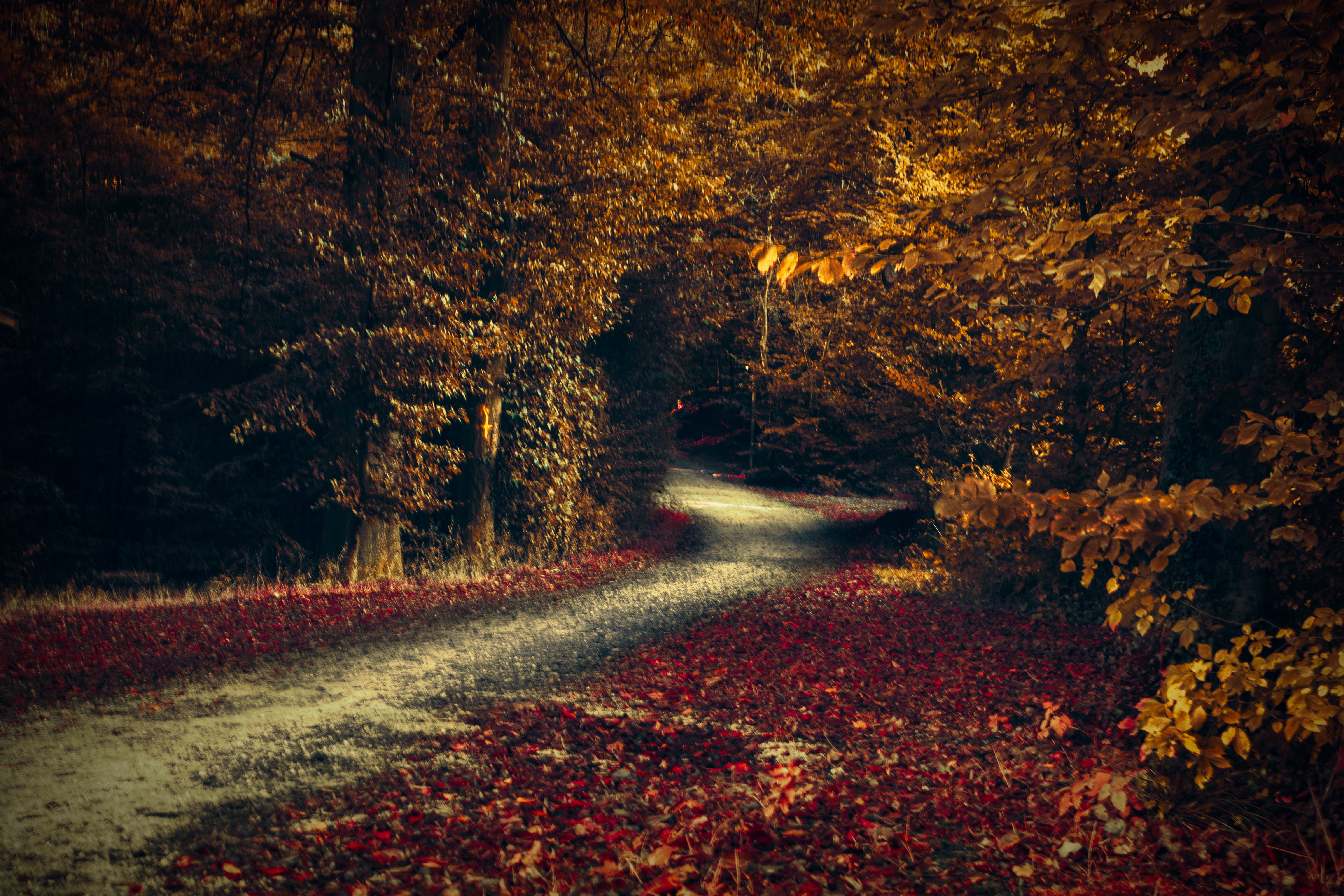 Handy-Wallpaper Natur, Herbst, Straße, Wald, Menschengemacht kostenlos herunterladen.