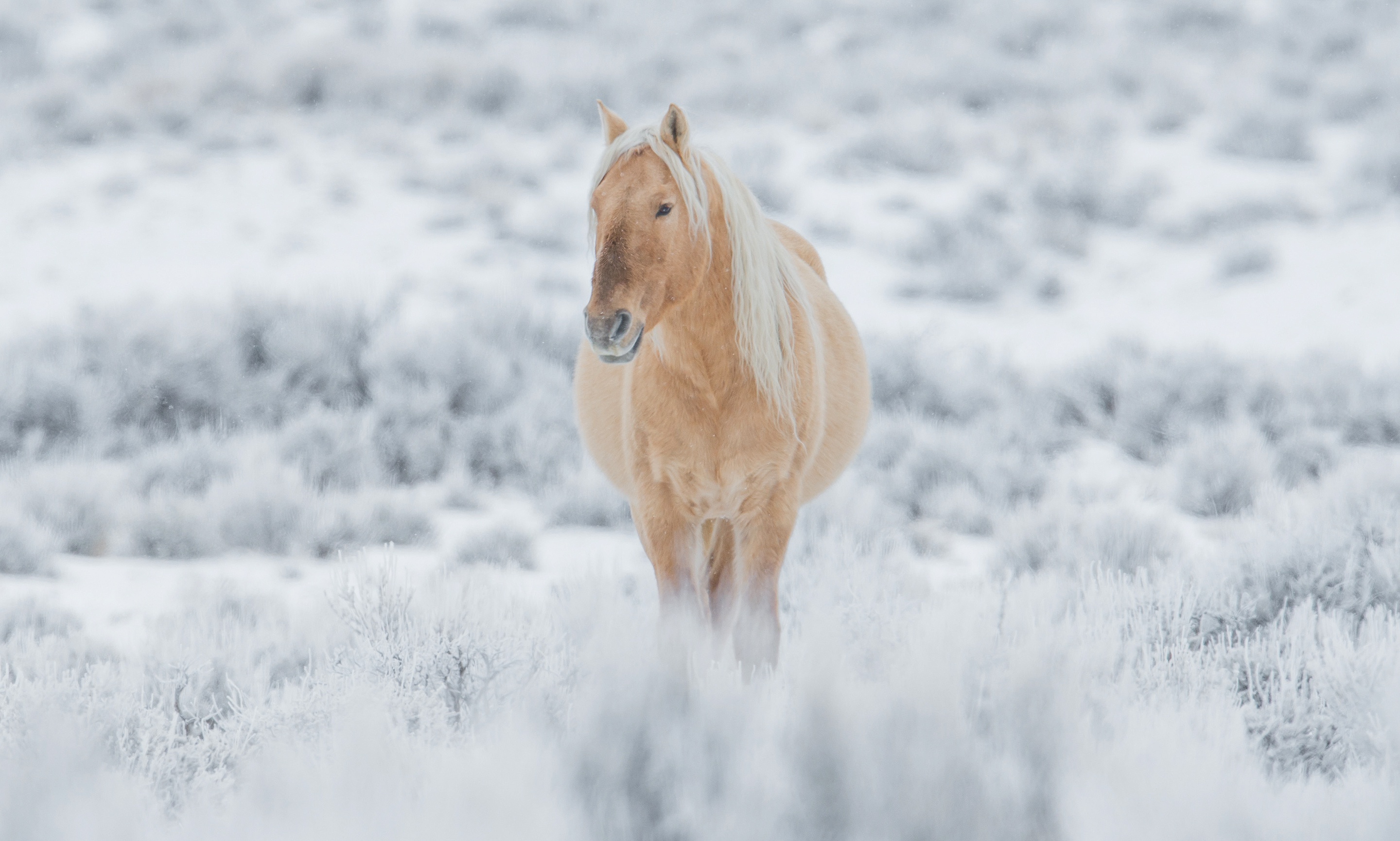 Download mobile wallpaper Winter, Snow, Animal, Horse for free.