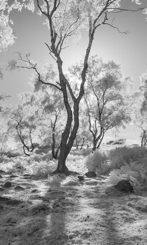 Handy-Wallpaper Natur, Bäume, Baum, Schwarz Weiß, Schwarz Weiss, Erde/natur kostenlos herunterladen.