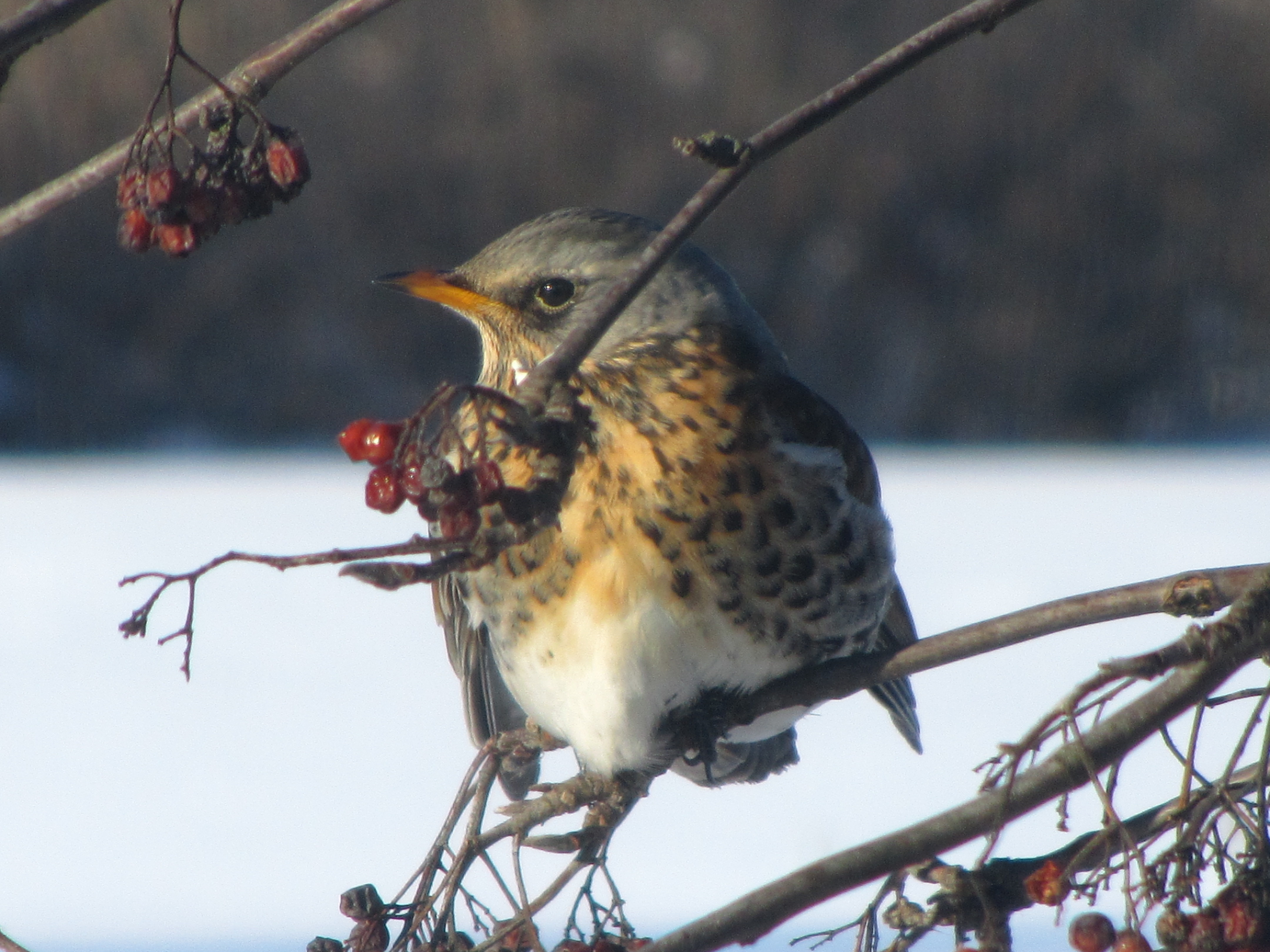 Laden Sie das Tiere, Vögel, Vogel-Bild kostenlos auf Ihren PC-Desktop herunter