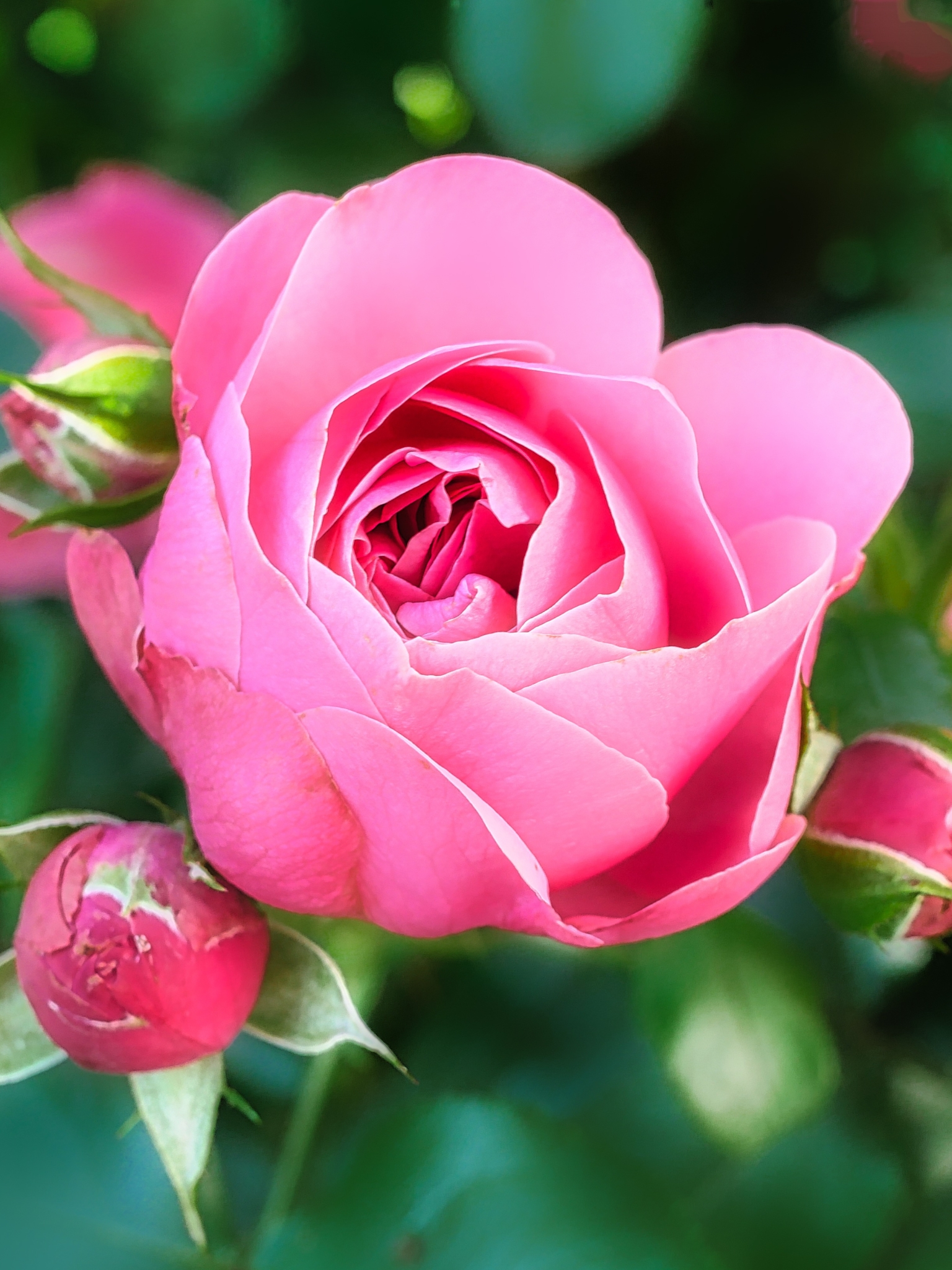 無料モバイル壁紙自然, フラワーズ, 花, 薔薇, 閉じる, 地球, ピンクの花をダウンロードします。