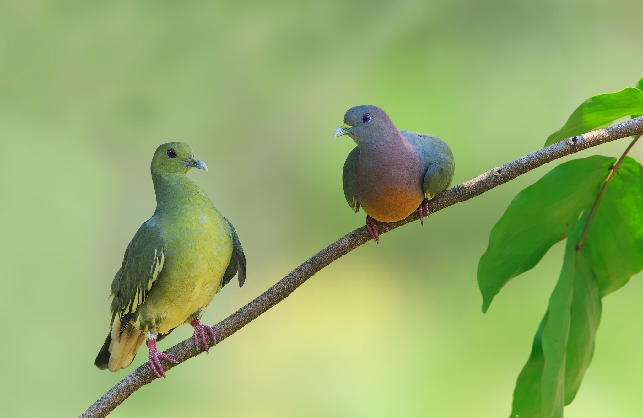 Free download wallpaper Birds, Couple, Branch, Animal, Dove on your PC desktop