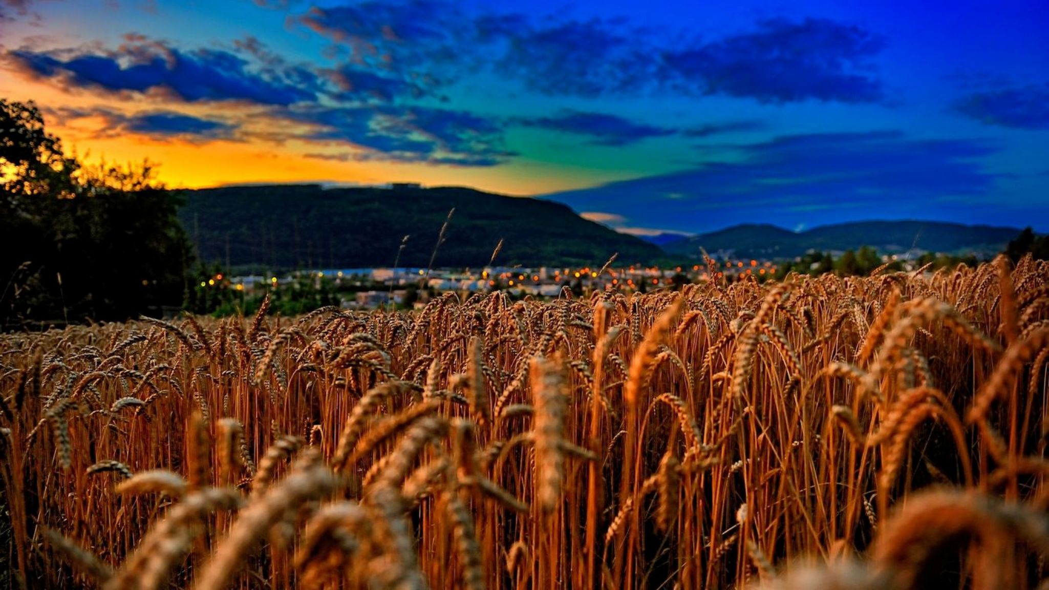 Download mobile wallpaper Wheat, Earth for free.