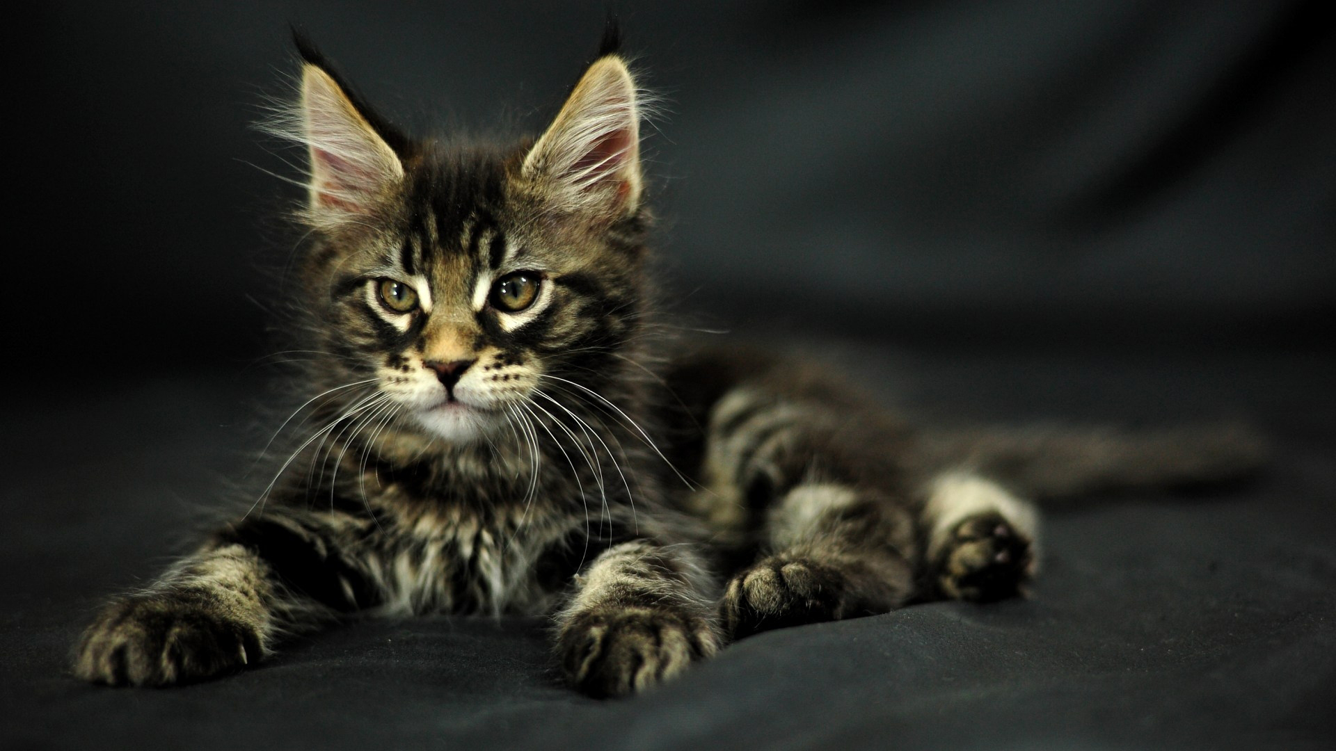 Baixe gratuitamente a imagem Animais, Gatos, Gato na área de trabalho do seu PC