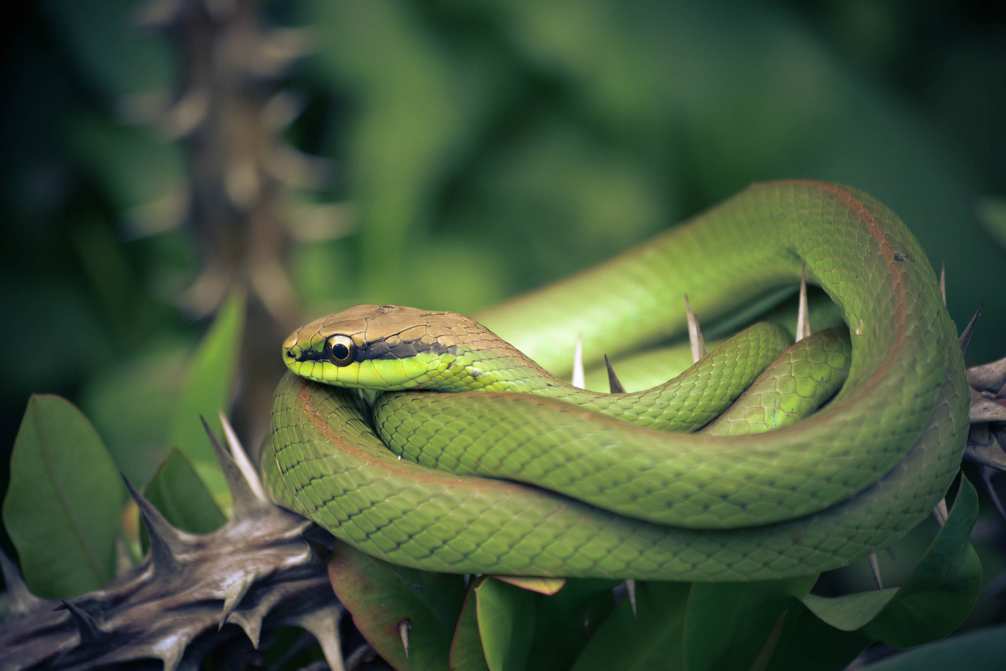 Laden Sie das Tiere, Reptil, Schlange, Reptilien-Bild kostenlos auf Ihren PC-Desktop herunter
