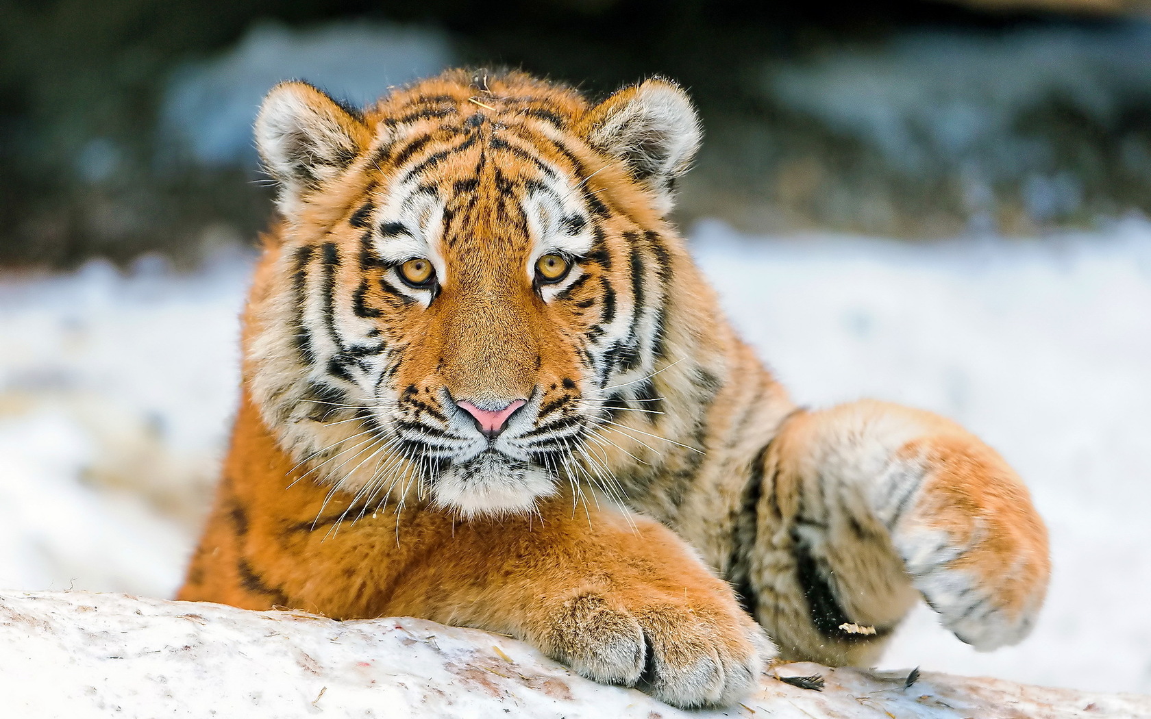 Téléchargez gratuitement l'image Animaux, Tigre sur le bureau de votre PC