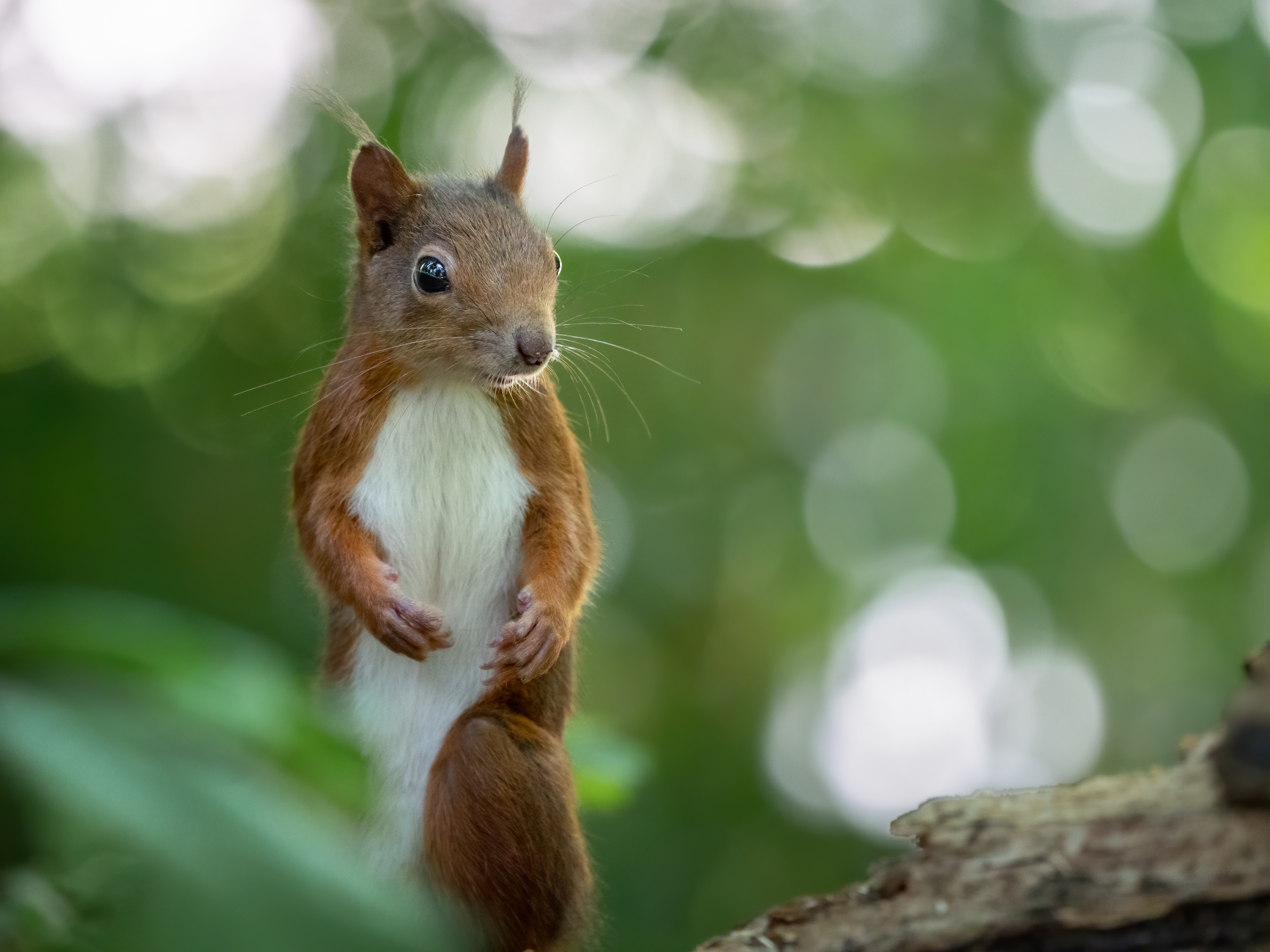 Baixe gratuitamente a imagem Animais, Esquilo, Bokeh, Roedor na área de trabalho do seu PC