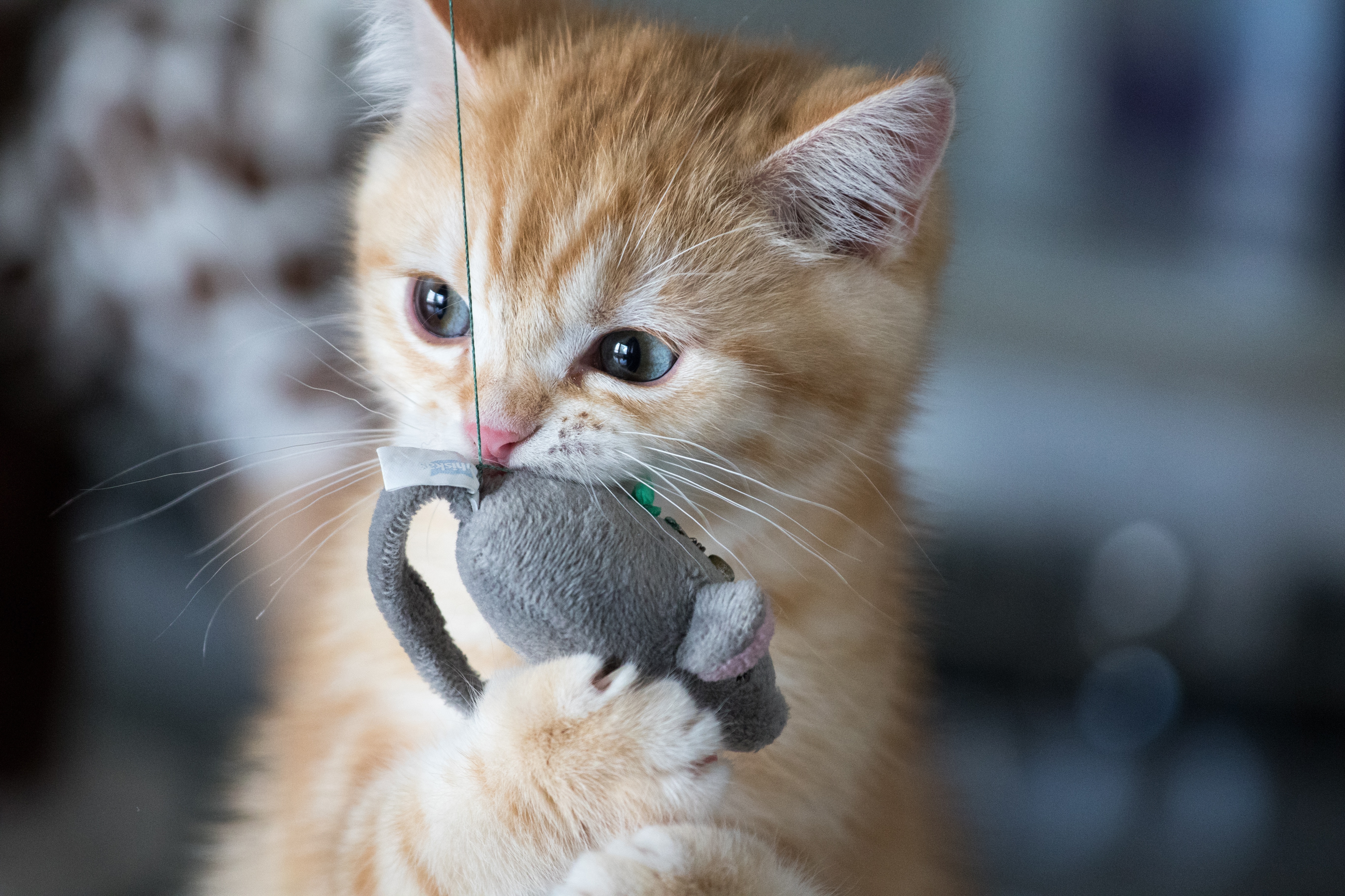 Téléchargez gratuitement l'image Animaux, Chats, Chat, Chaton, Bébé Animal sur le bureau de votre PC