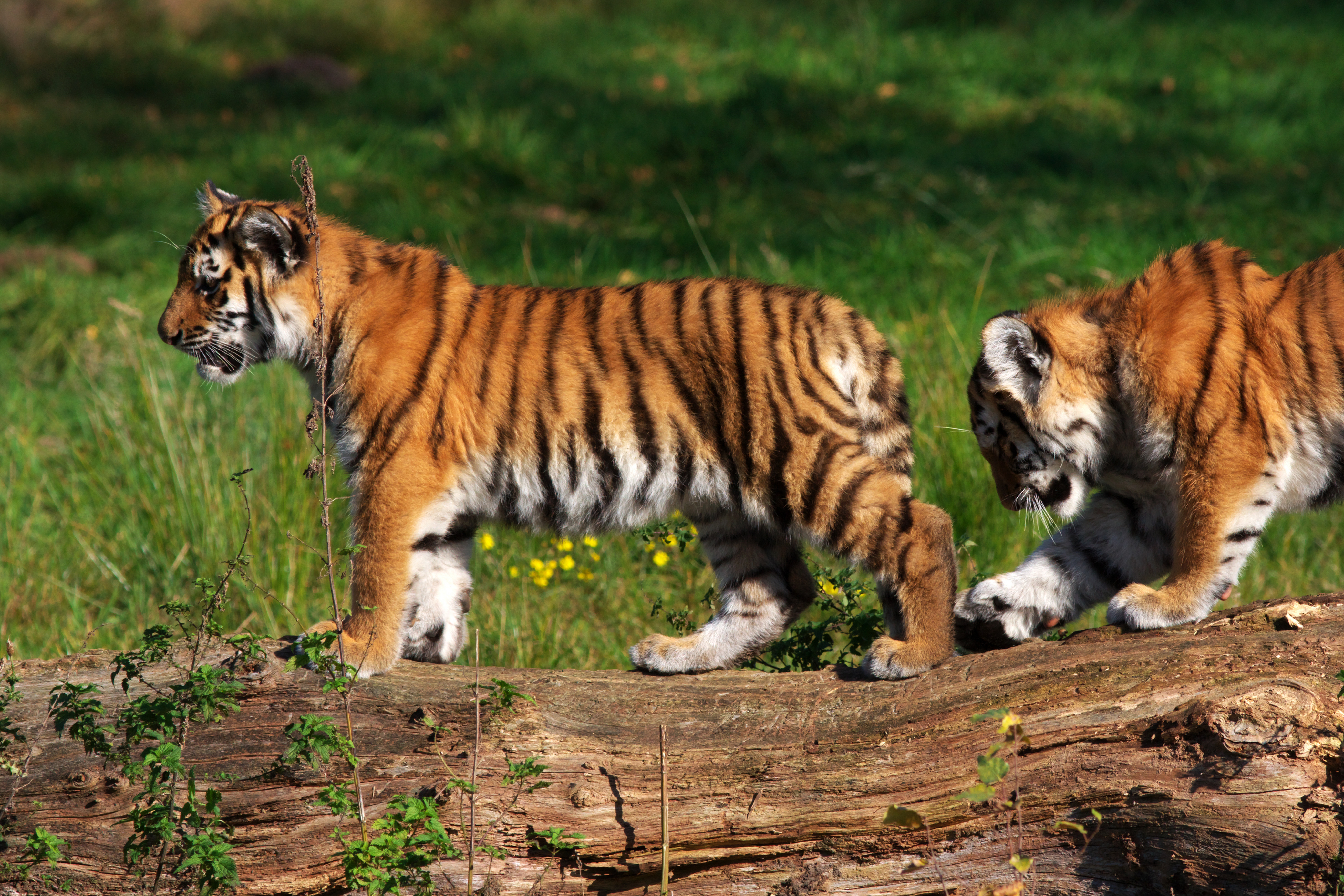Free download wallpaper Cats, Tiger, Animal, Baby Animal, Cub on your PC desktop