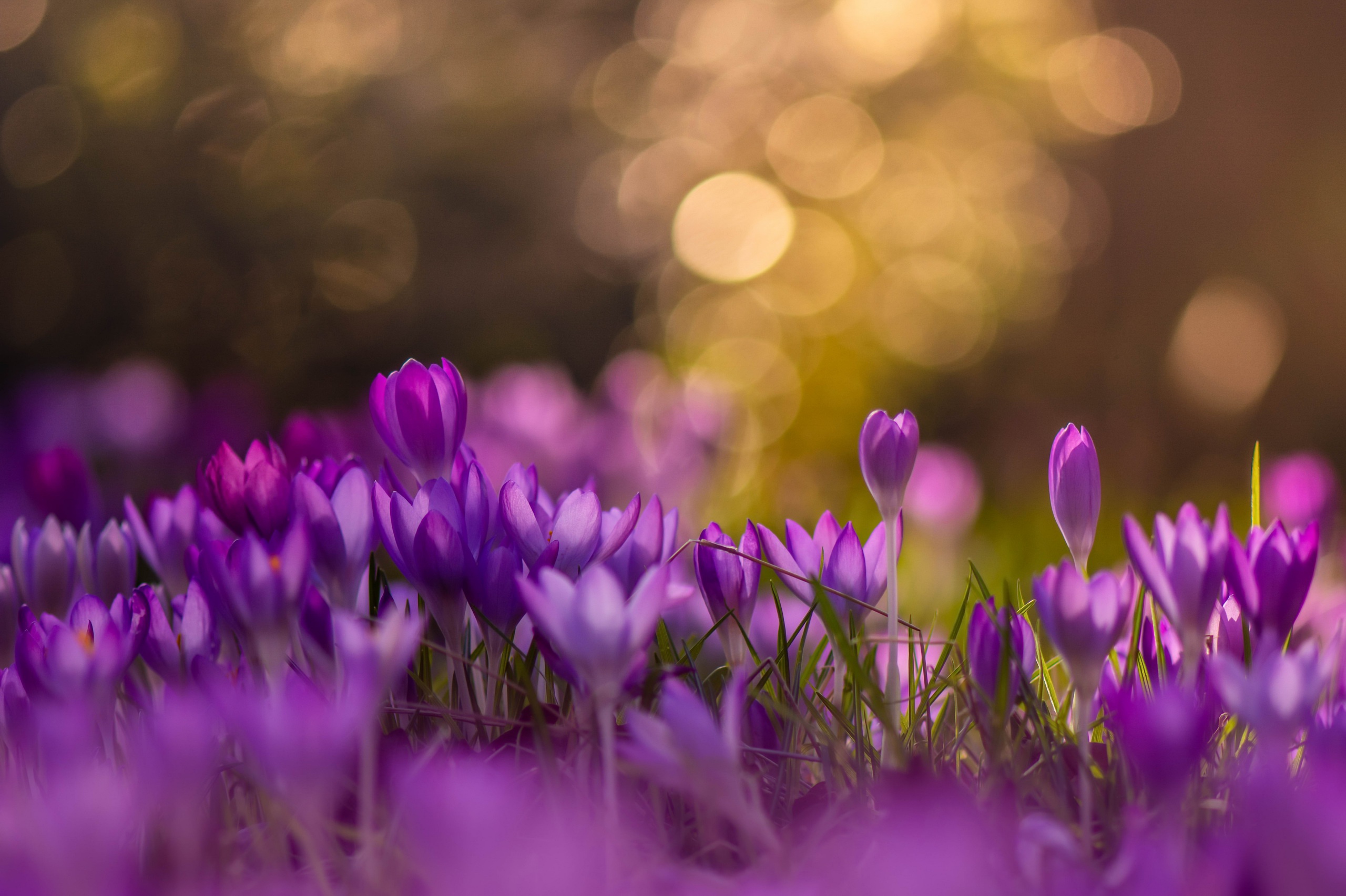 Скачать картинку Природа, Цветок, Весна, Боке, Крокус, Фиолетовый Цветок, Земля/природа, Флауэрсы в телефон бесплатно.