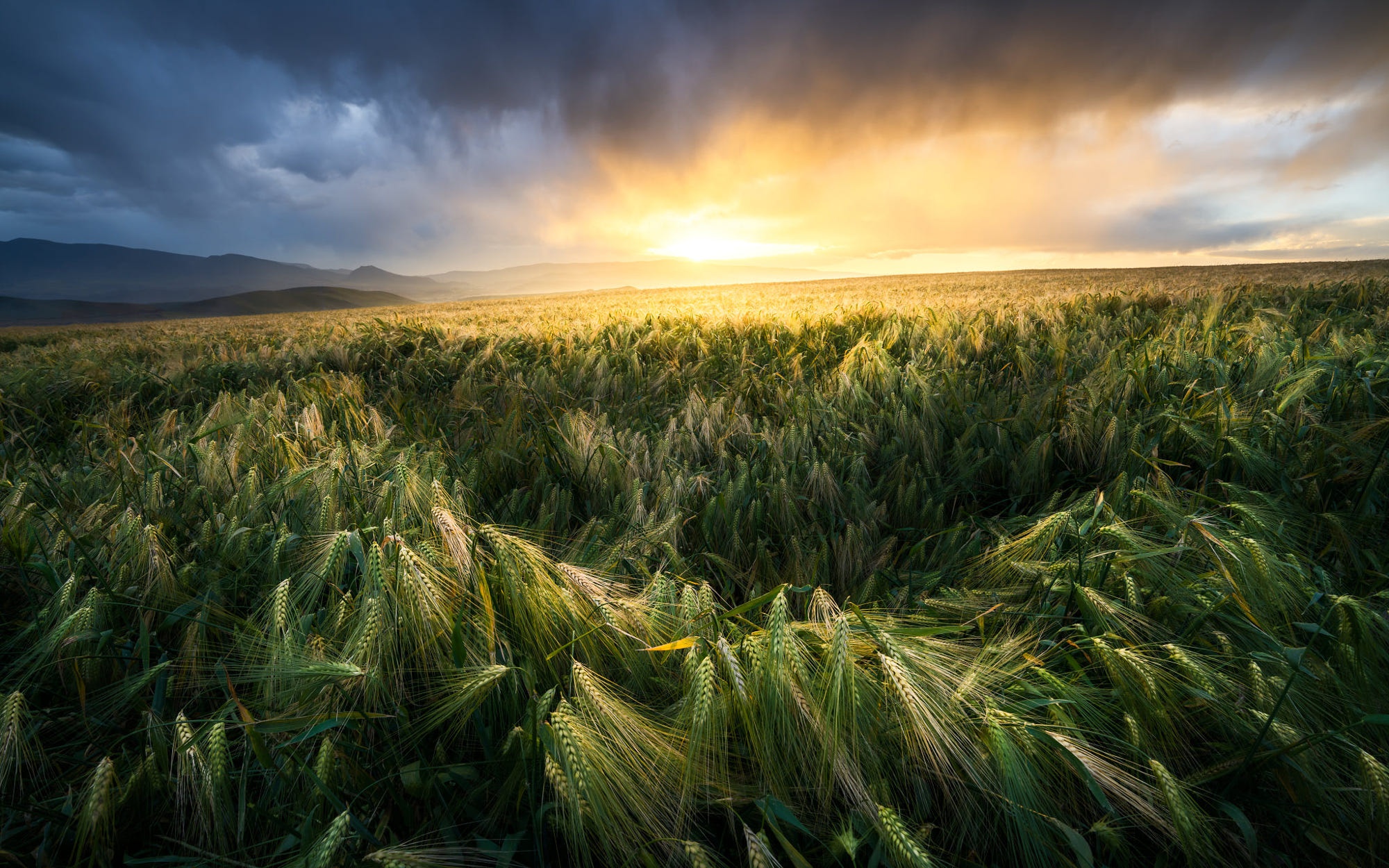 Laden Sie das Weizen, Feld, Erde/natur-Bild kostenlos auf Ihren PC-Desktop herunter