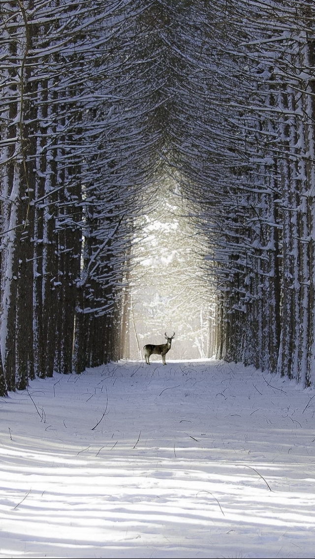 無料モバイル壁紙動物, 冬, 木, 雪, 鹿, バックをダウンロードします。