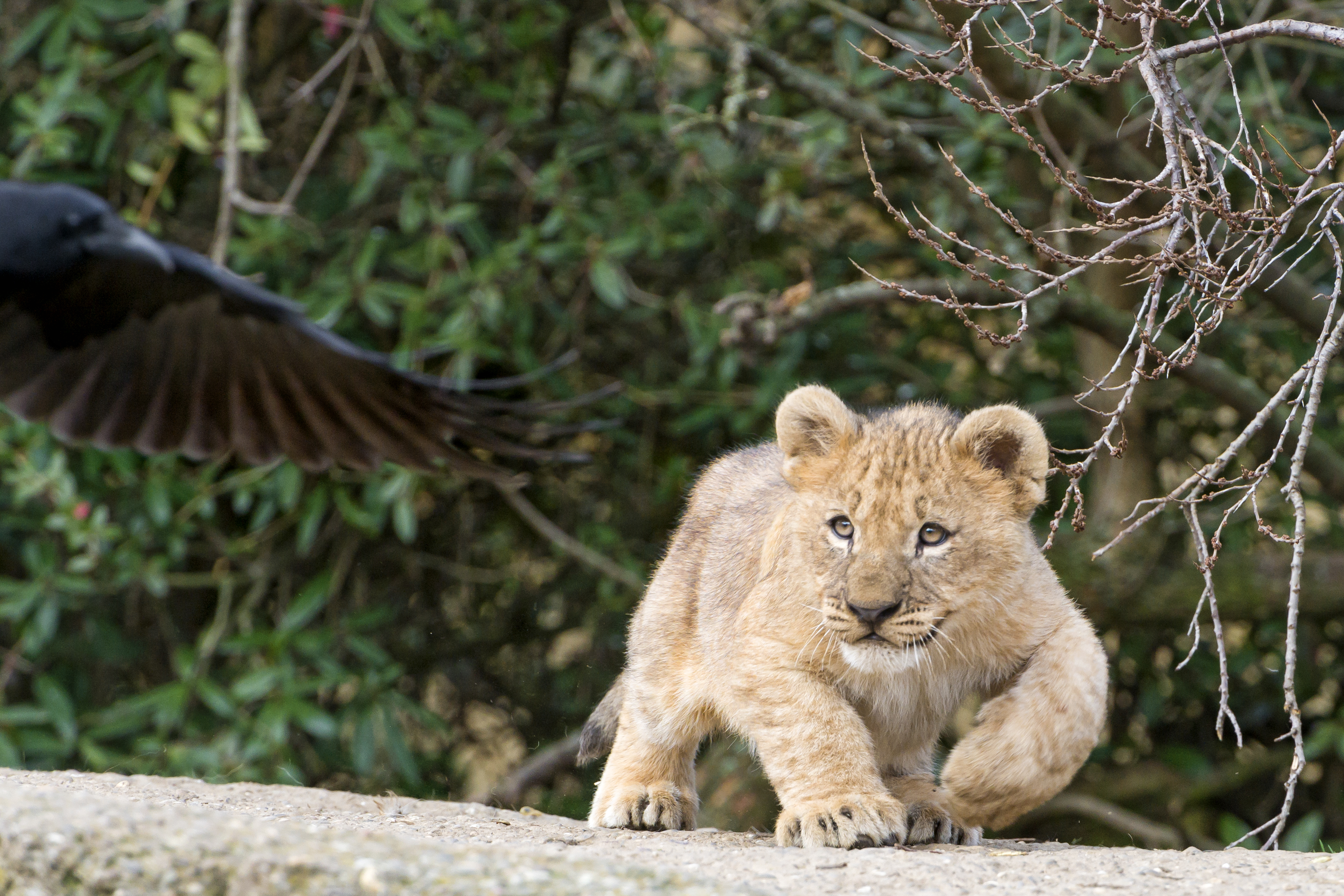 Free download wallpaper Cats, Lion, Animal, Baby Animal, Cub on your PC desktop