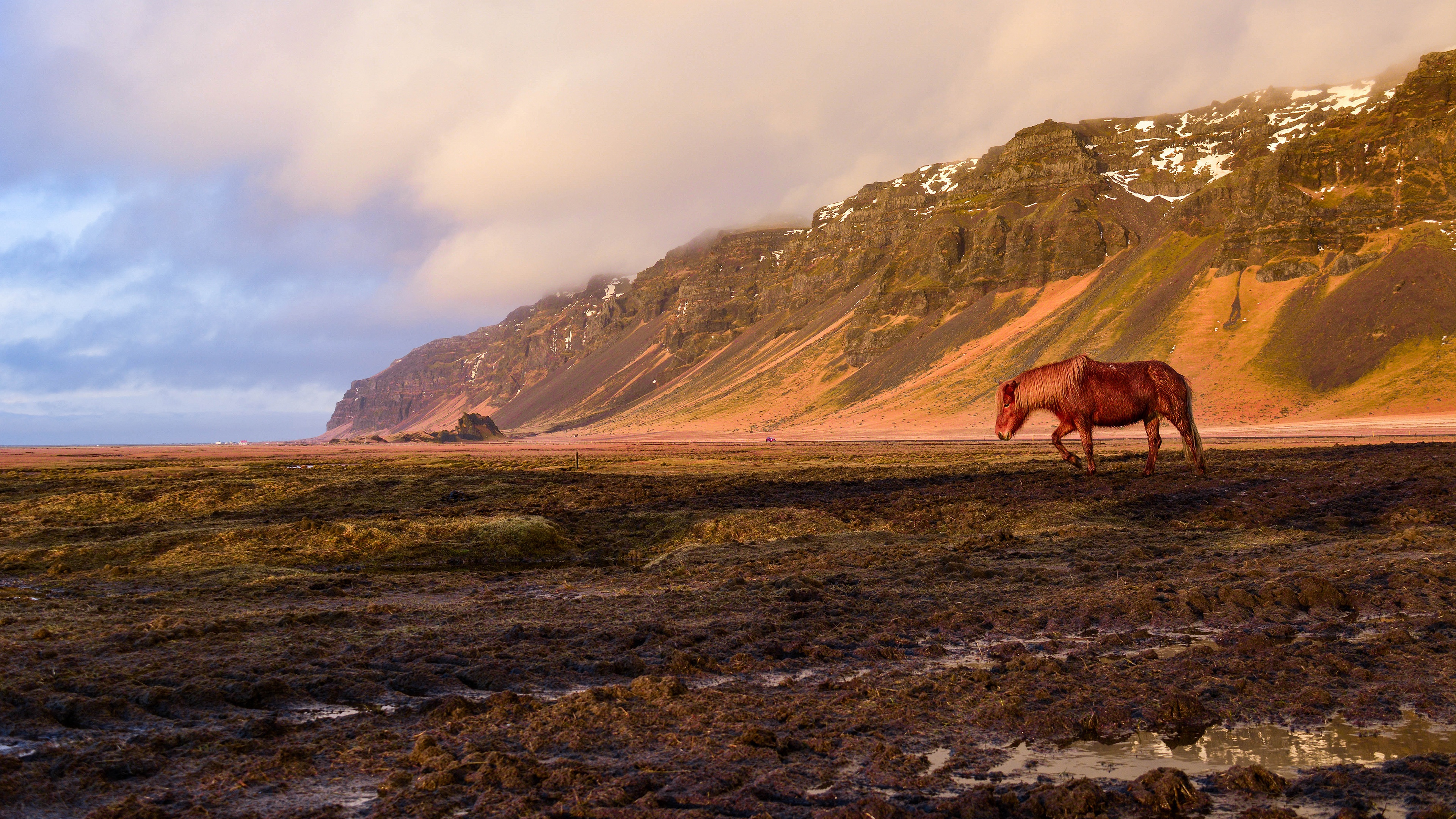 PCデスクトップに動物, 馬, 山, アイスランド画像を無料でダウンロード