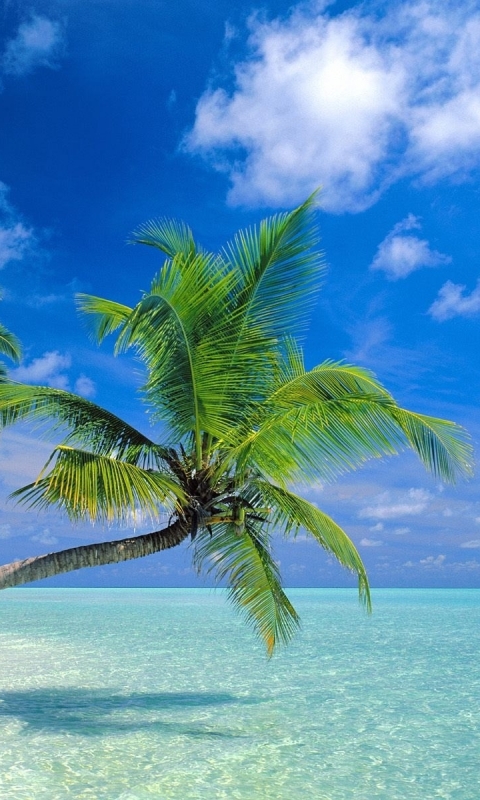 Handy-Wallpaper Strand, Baum, Ozean, Palme, Tropisch, Himmel, Erde/natur kostenlos herunterladen.