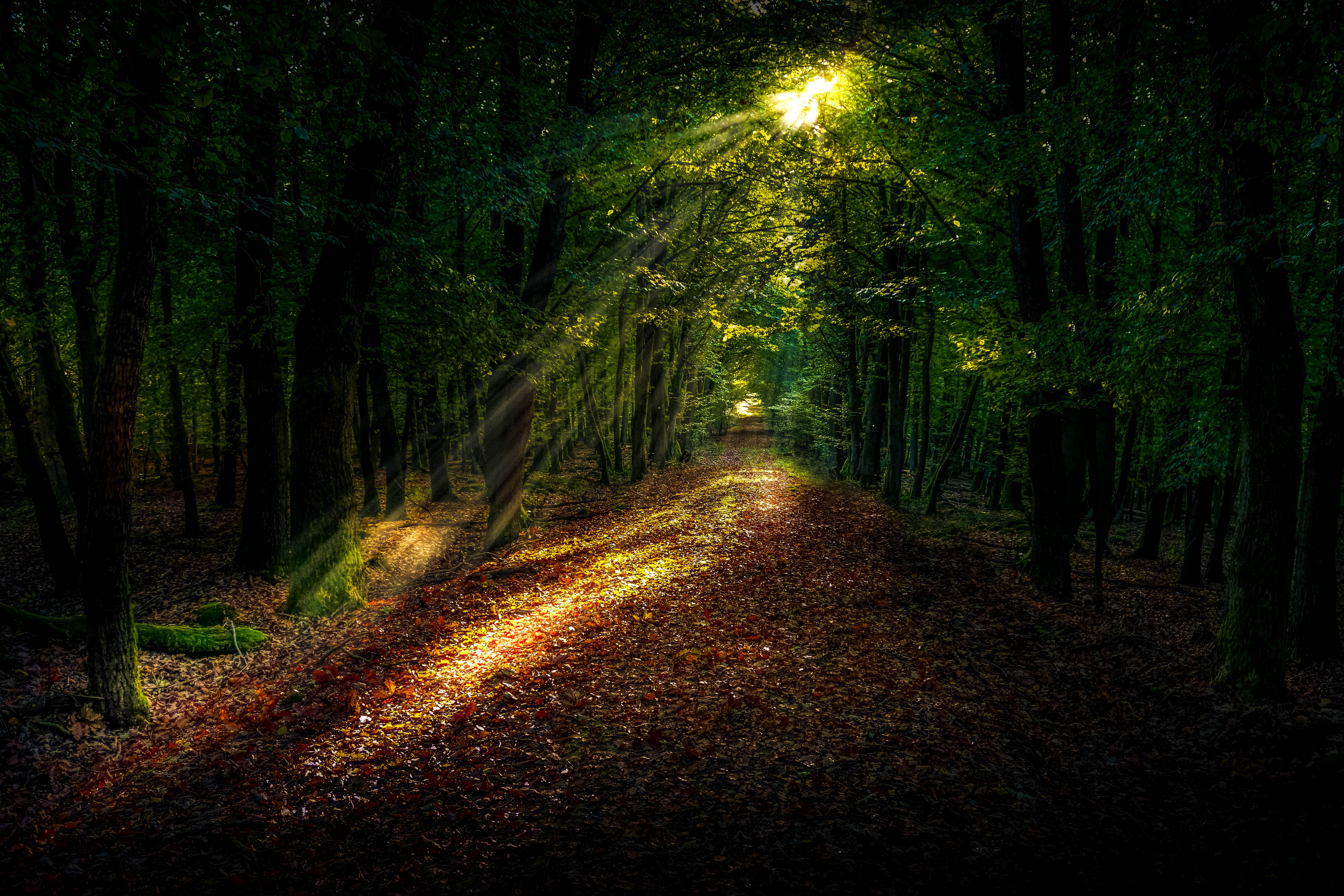 forest, autumn, nature, path, sunlight lock screen backgrounds