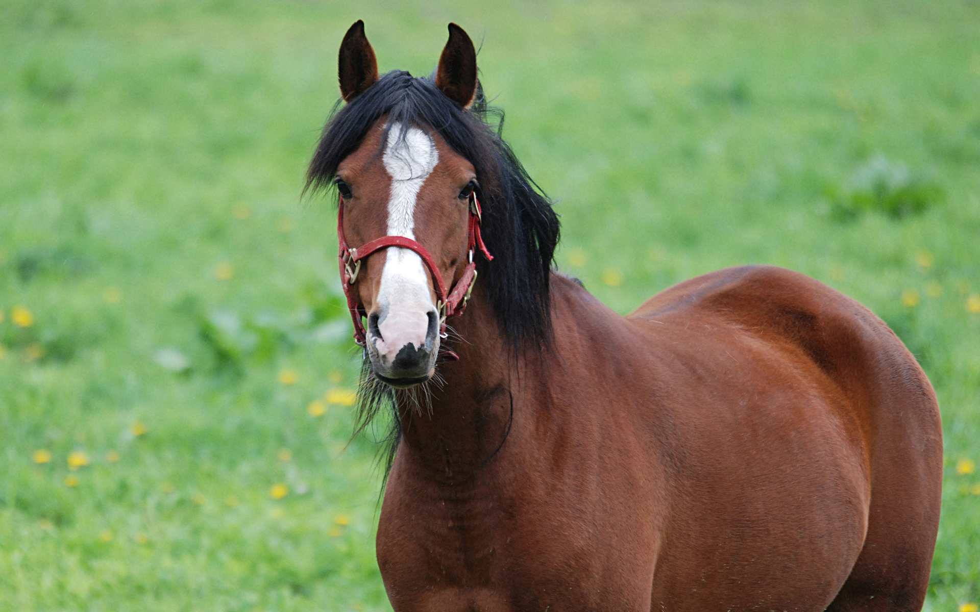 無料モバイル壁紙馬, 動物をダウンロードします。