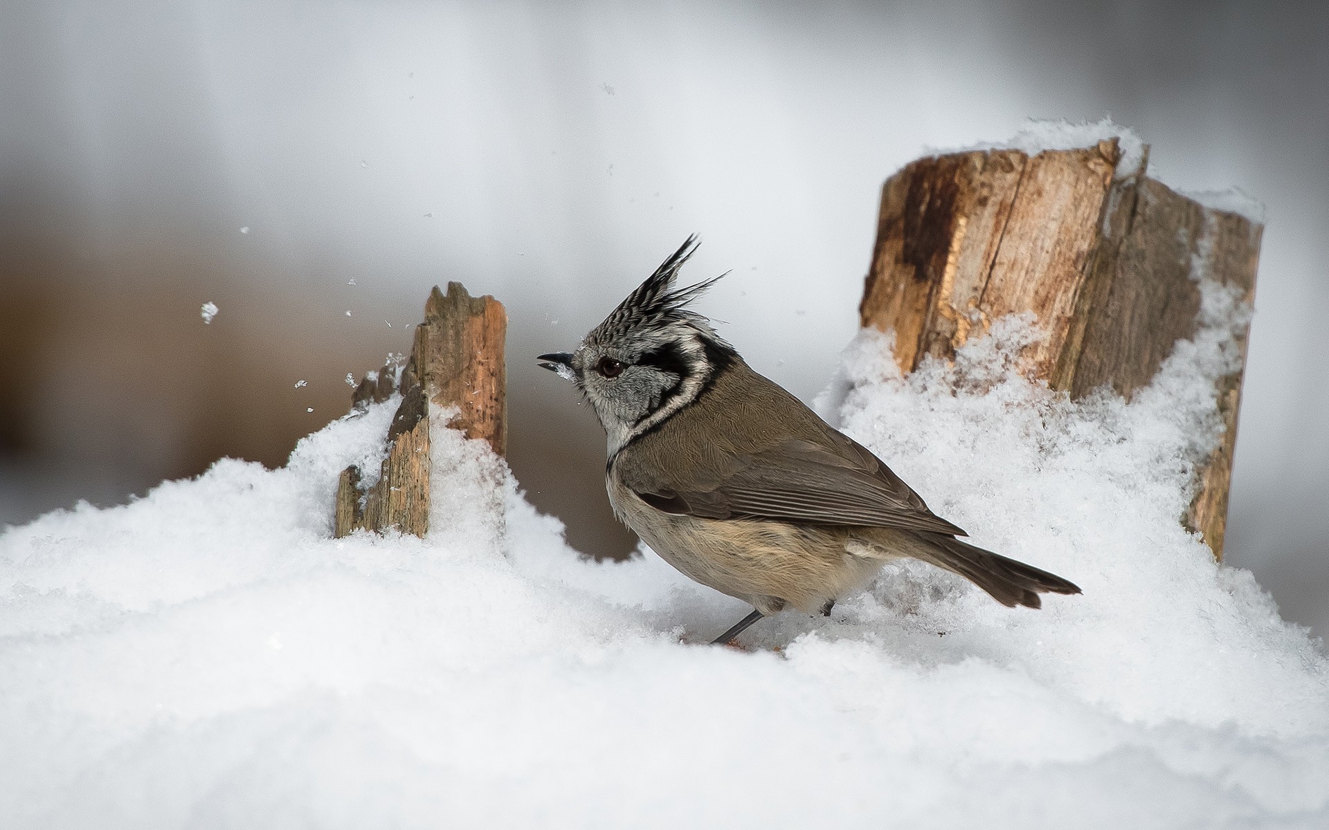 Laden Sie das Vogel, Vögel, Tiere-Bild kostenlos auf Ihren PC-Desktop herunter