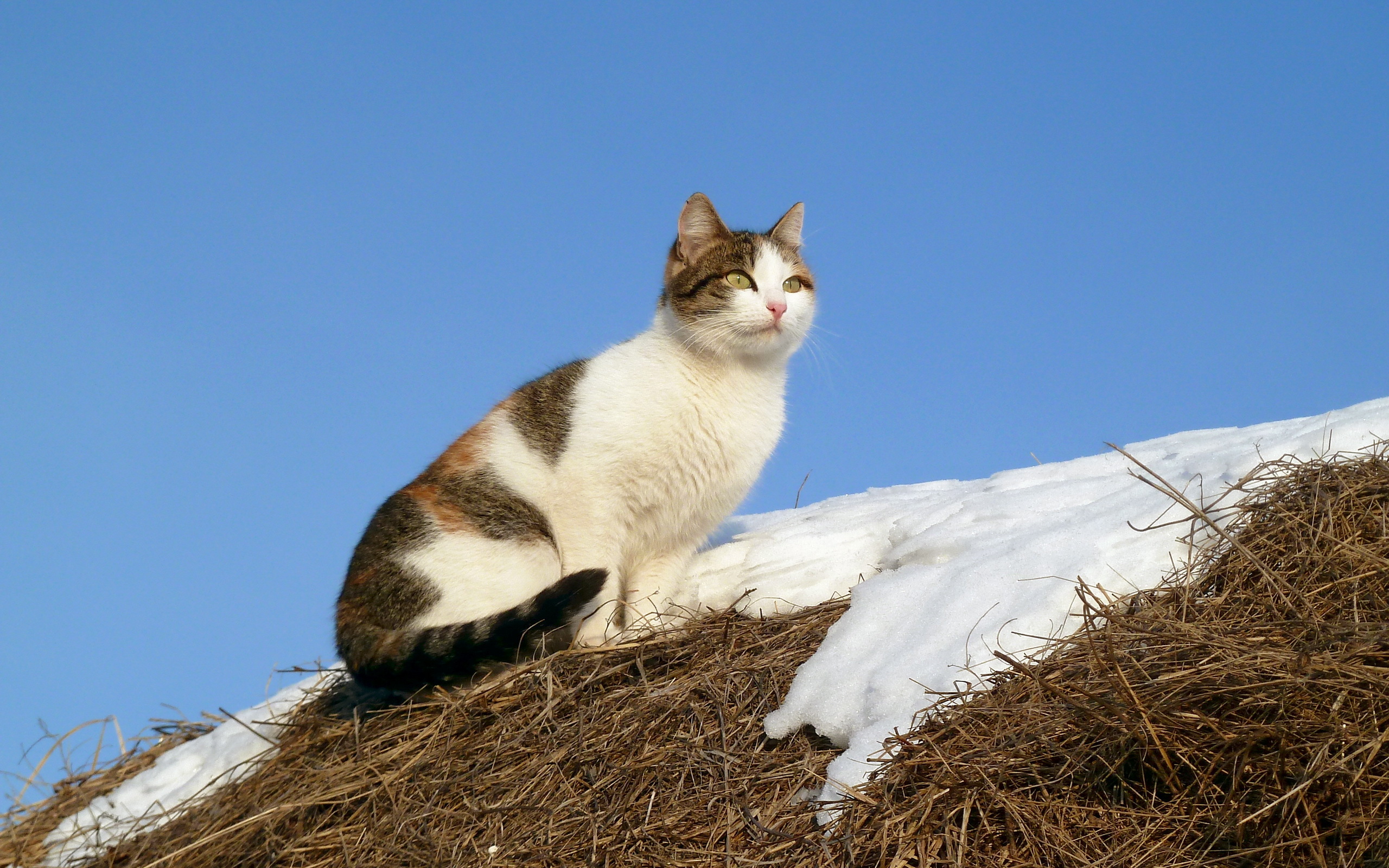 Baixe gratuitamente a imagem Gato, Gatos, Animais na área de trabalho do seu PC