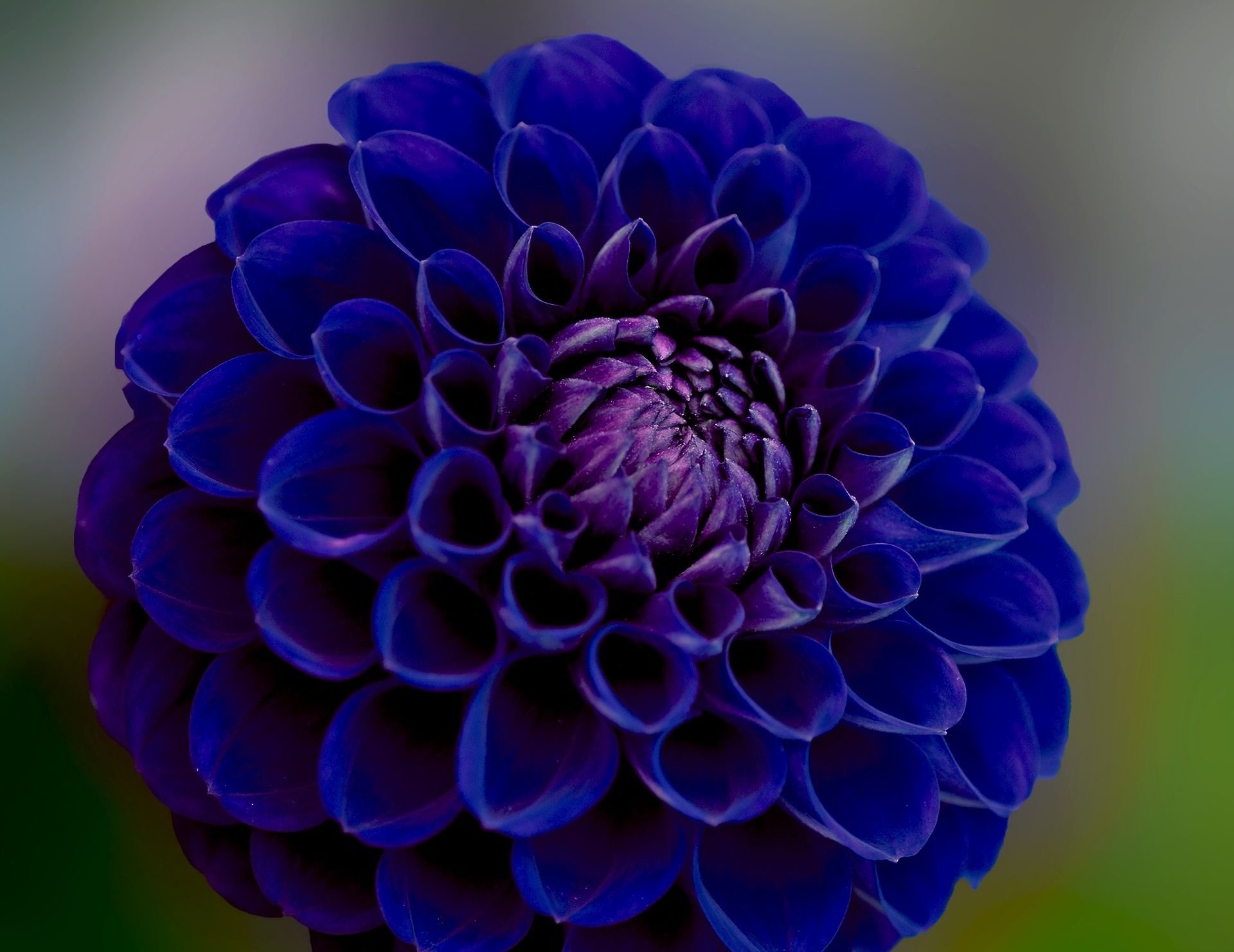 Baixe gratuitamente a imagem Flores, Flor, Dália, Terra/natureza, Flor Azul na área de trabalho do seu PC