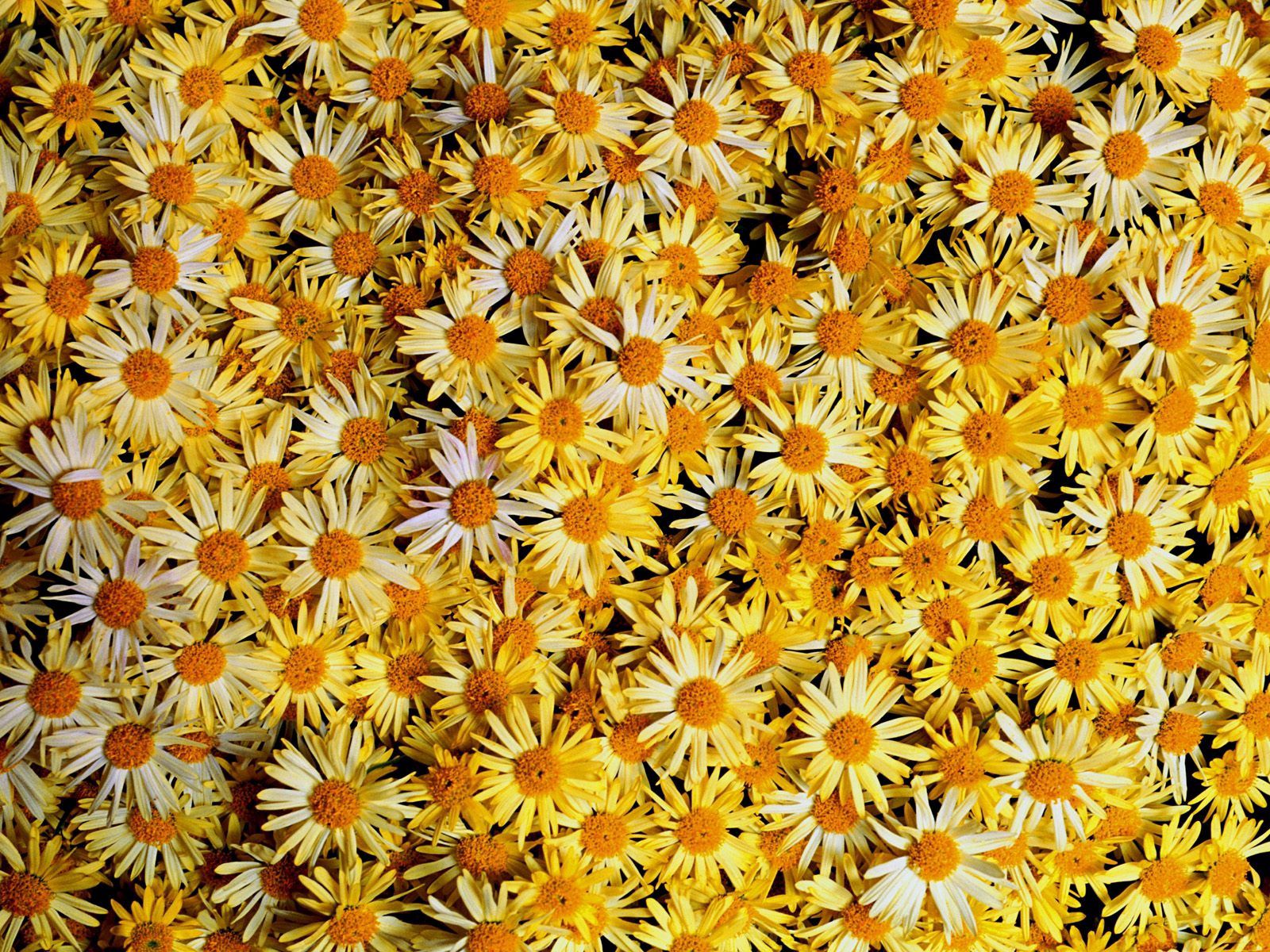 Download mobile wallpaper Lot, Flowers, Camomile for free.