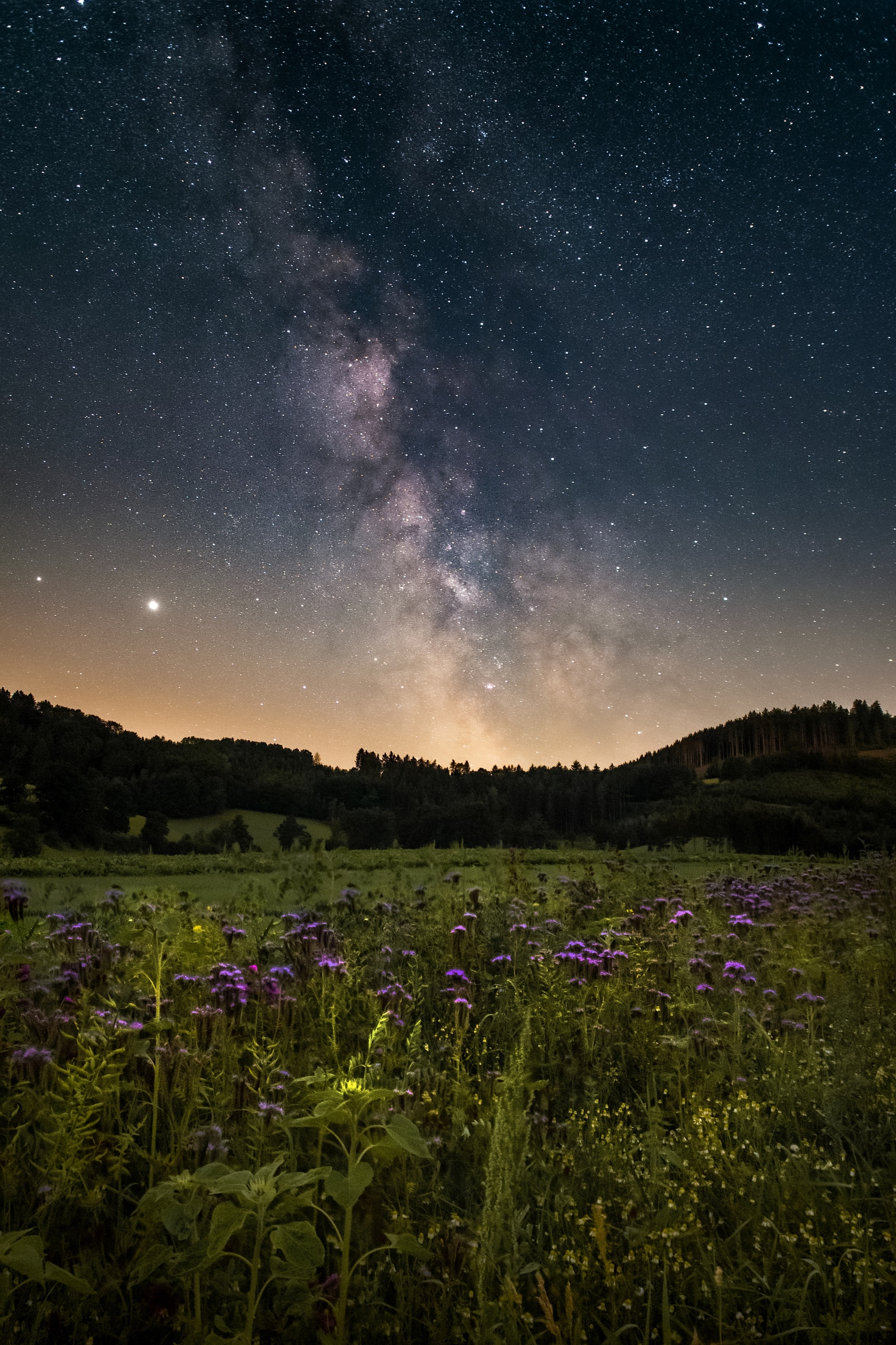 Download mobile wallpaper Night, Nebula, Field, Flowers, Nature, Starry Sky for free.