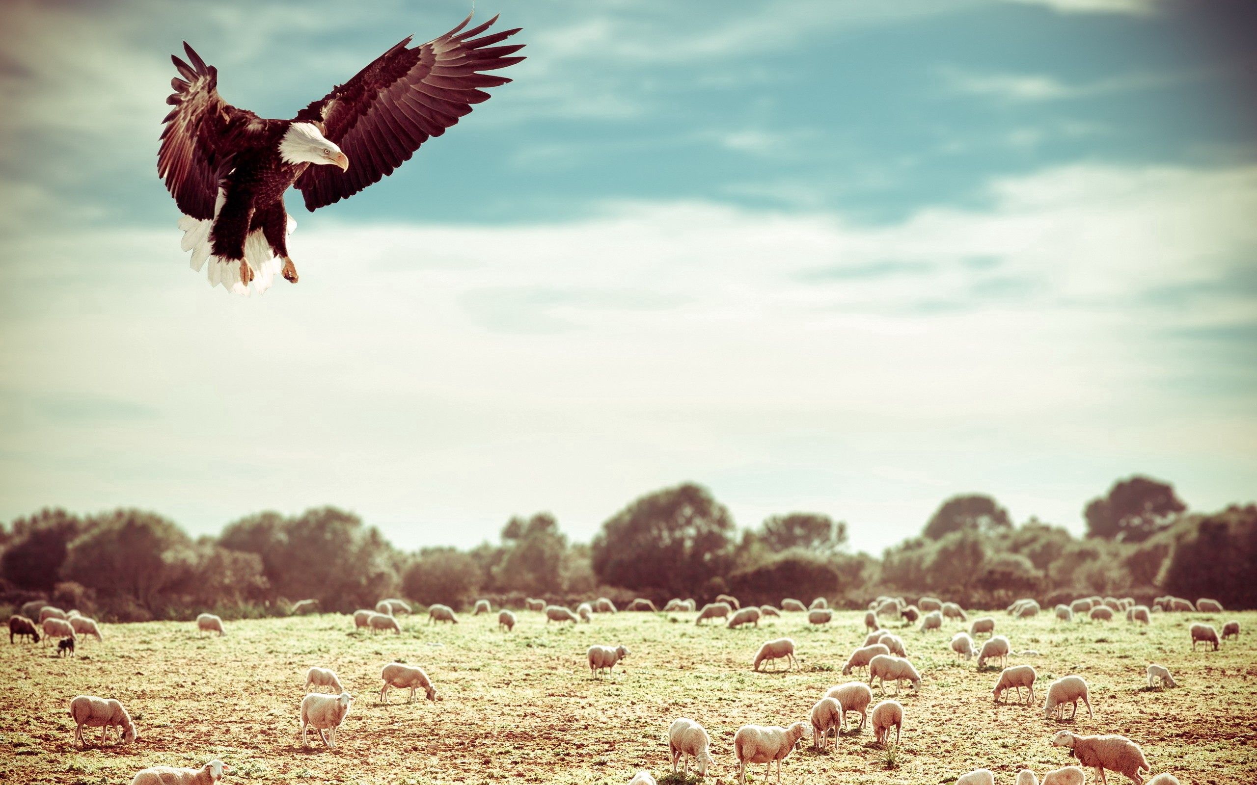 Horizontal Wallpaper eagle, animals, sky, field, flight