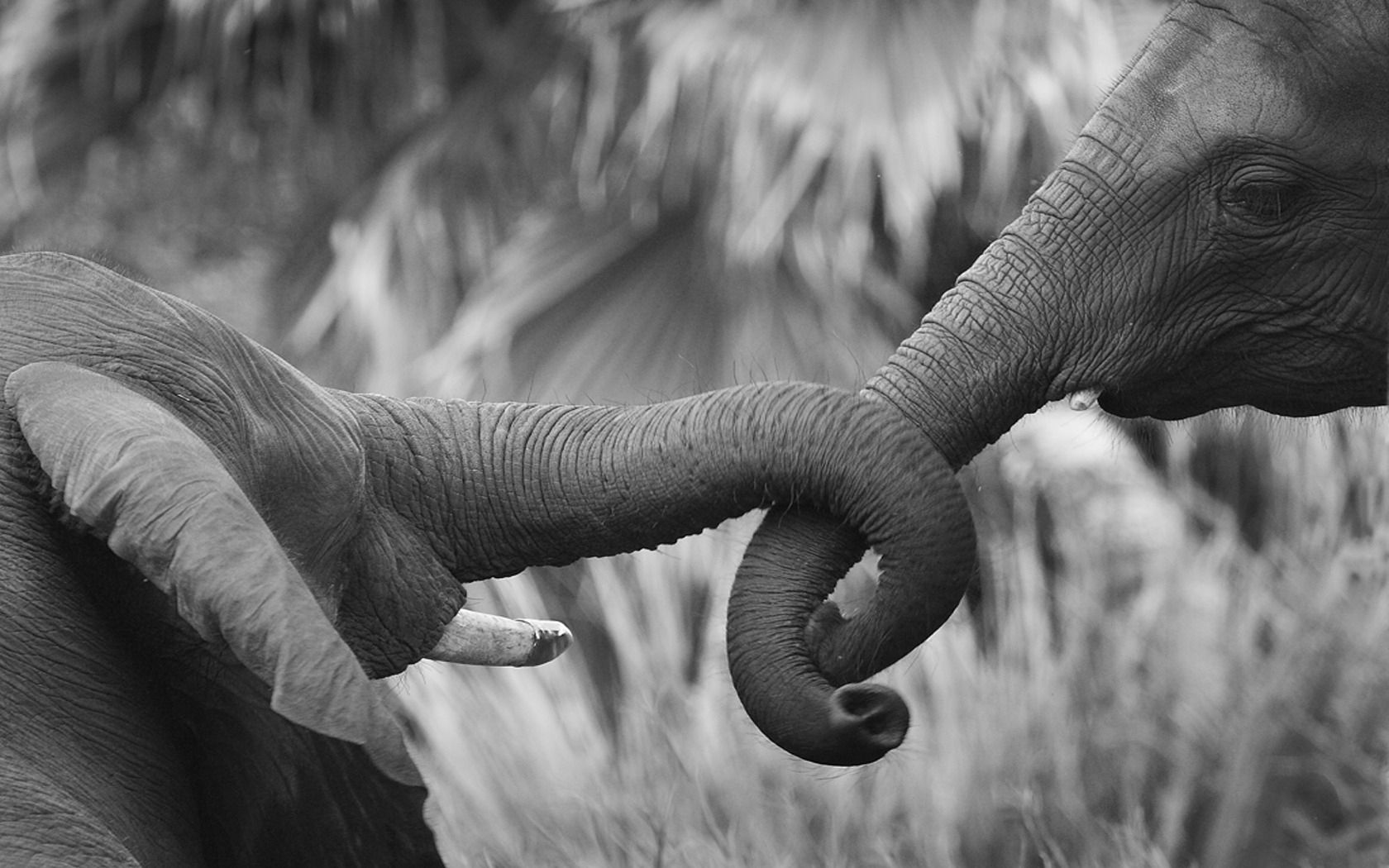Скачать обои бесплатно Африканский Слон, Слоны, Животные картинка на рабочий стол ПК
