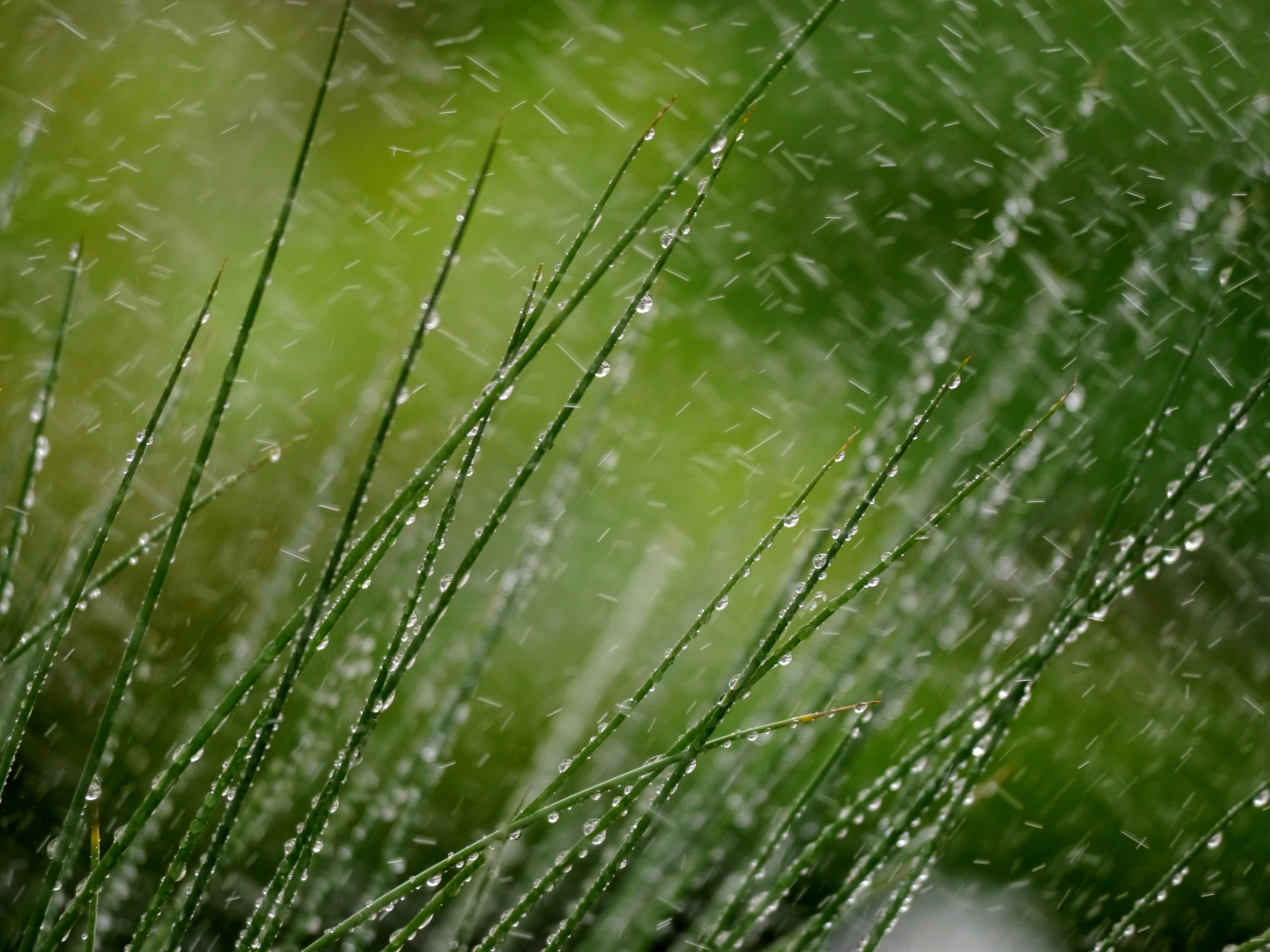 Download mobile wallpaper Snow, Macro, Grass, Drops for free.