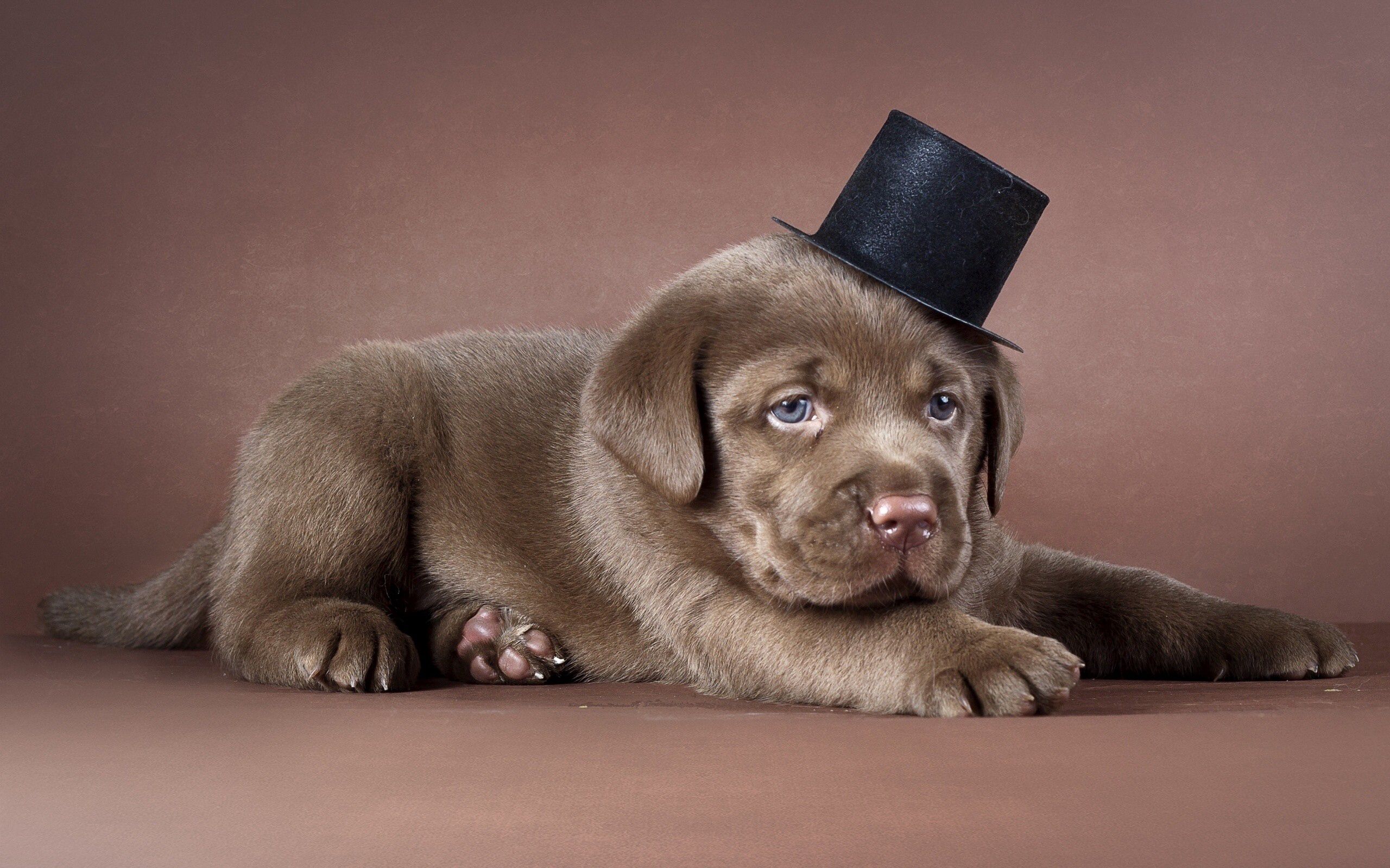 Download mobile wallpaper Hat, Puppy, Dog, Animals, Labrador for free.