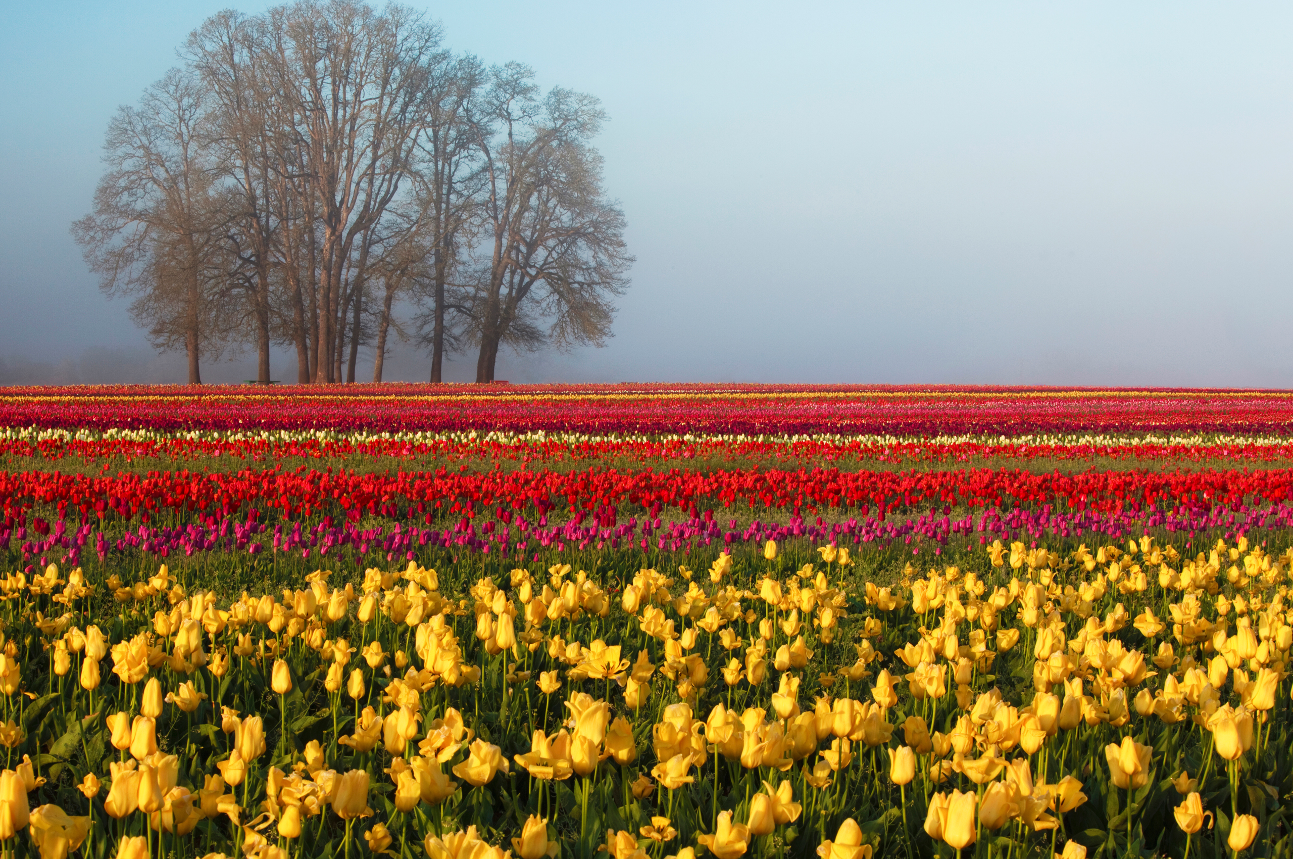 Descarga gratis la imagen Tulipán, Flores, Flor, Tierra/naturaleza en el escritorio de tu PC