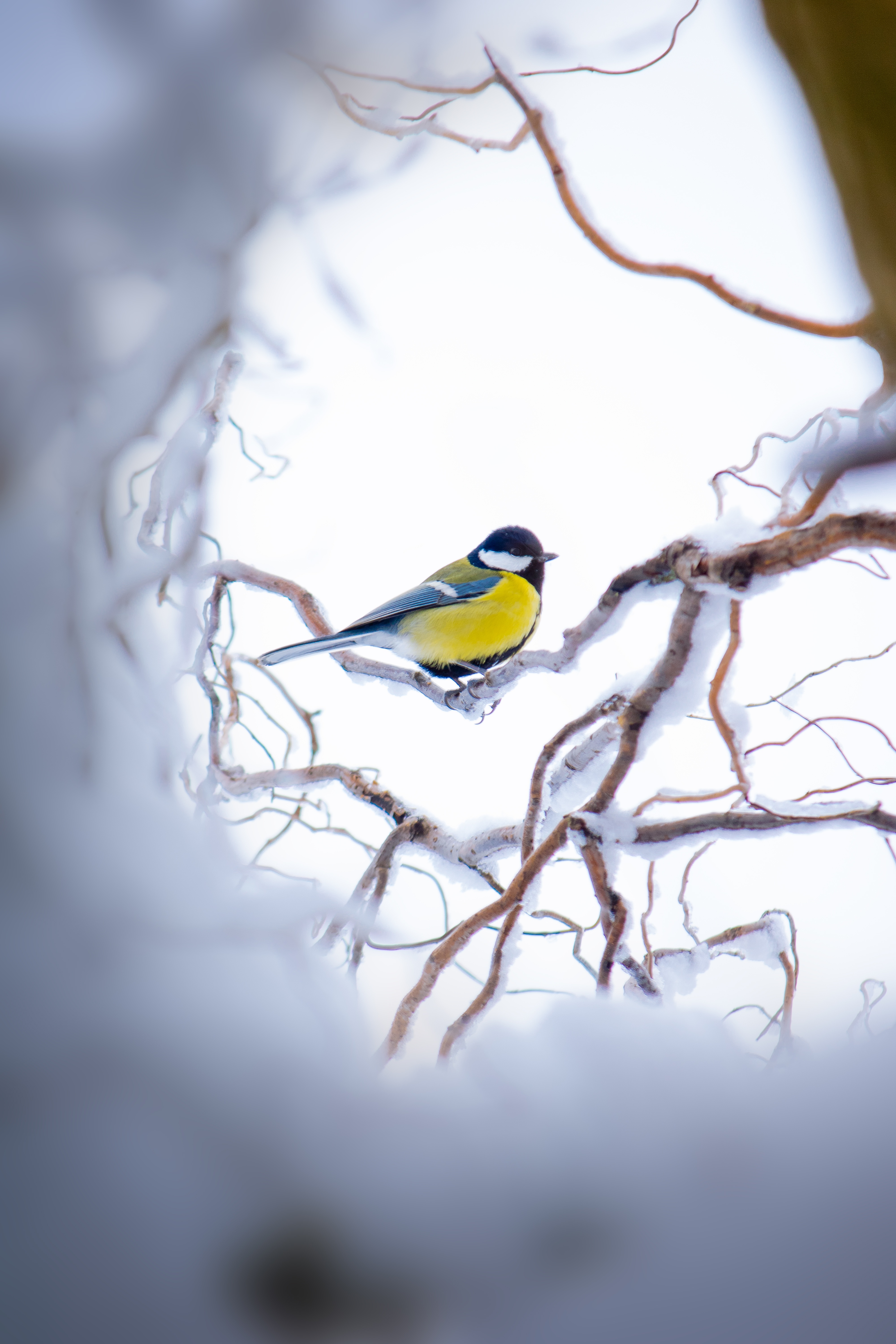 65888 Hintergrundbild herunterladen tiere, winter, schnee, gelb, vogel, ast, zweig, sitzt, tit, titica - Bildschirmschoner und Bilder kostenlos
