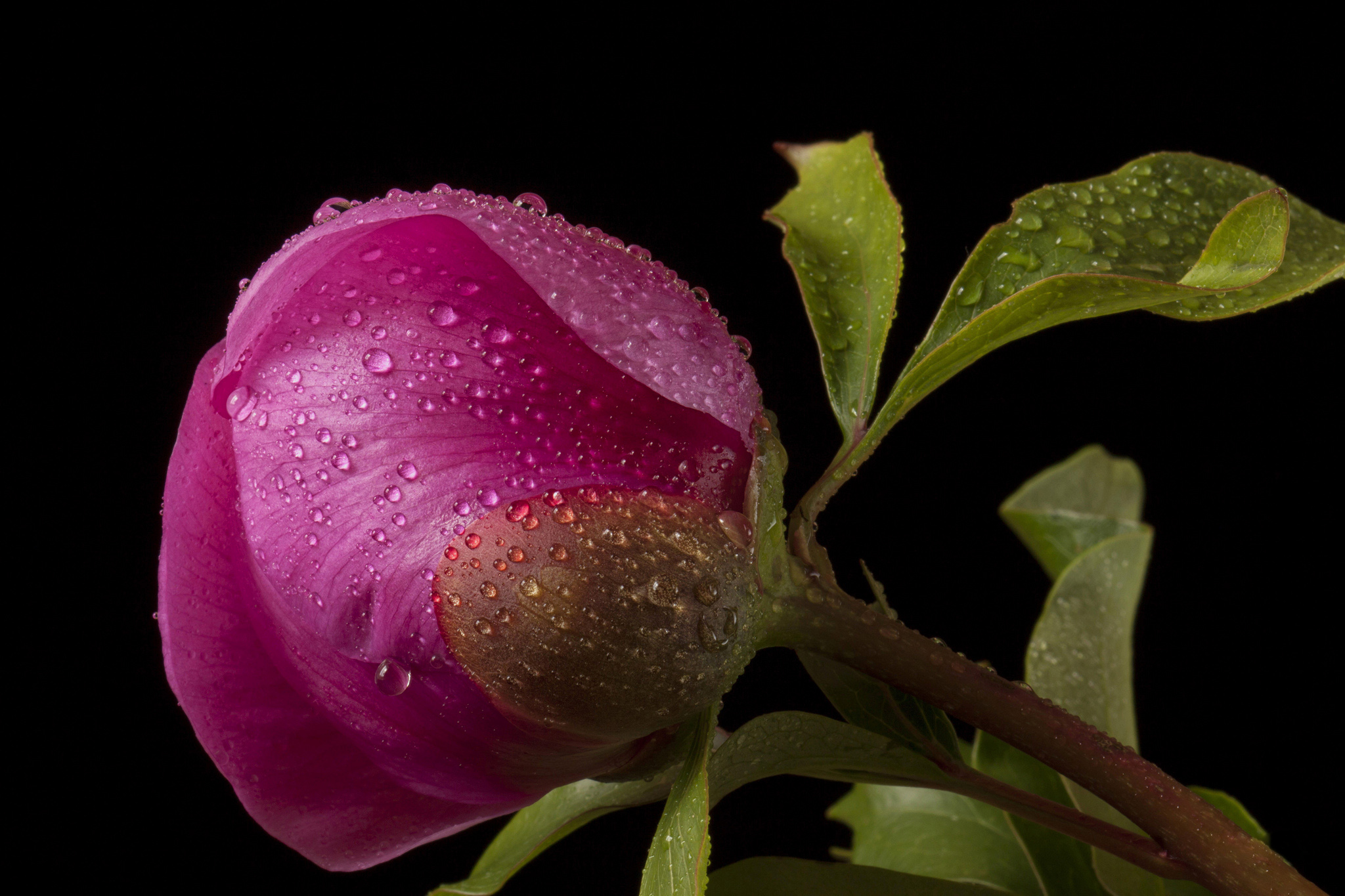 Téléchargez gratuitement l'image Fleurs, Fleur, Terre/nature sur le bureau de votre PC