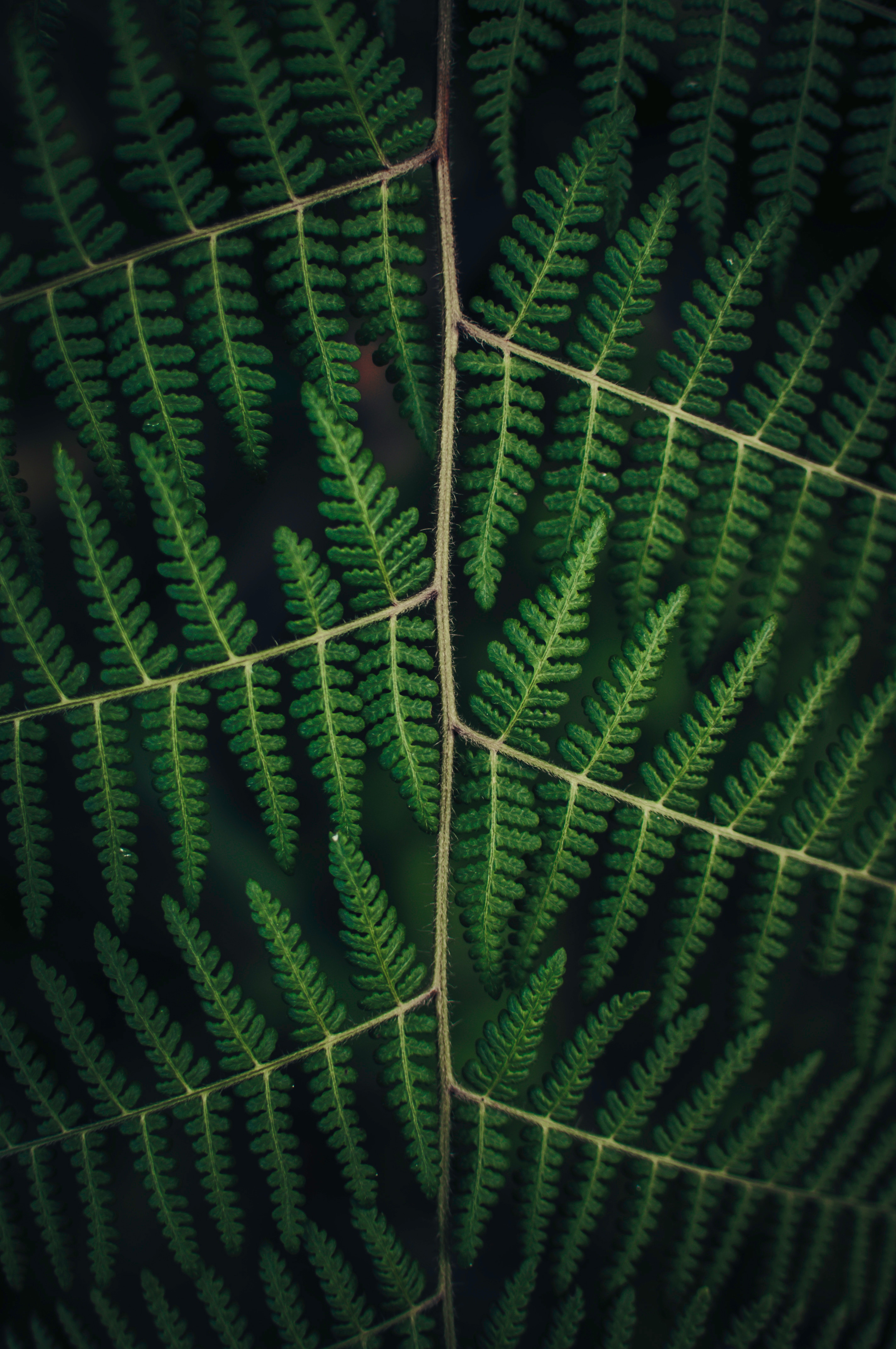 Download mobile wallpaper Plant, Fern, Carved, Leaves, Macro for free.