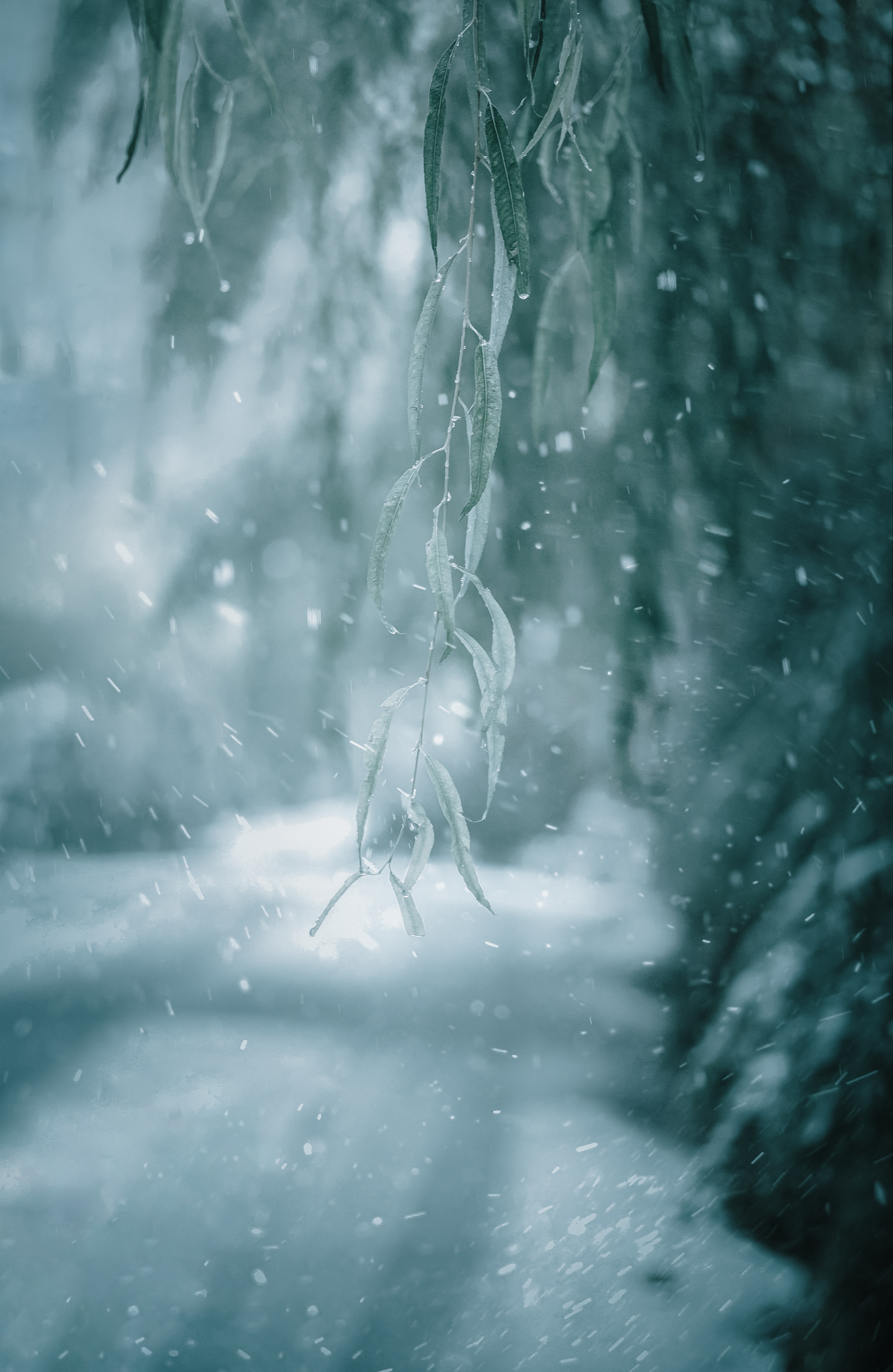Download mobile wallpaper Snow, Macro, Branch, Winter, Plant for free.